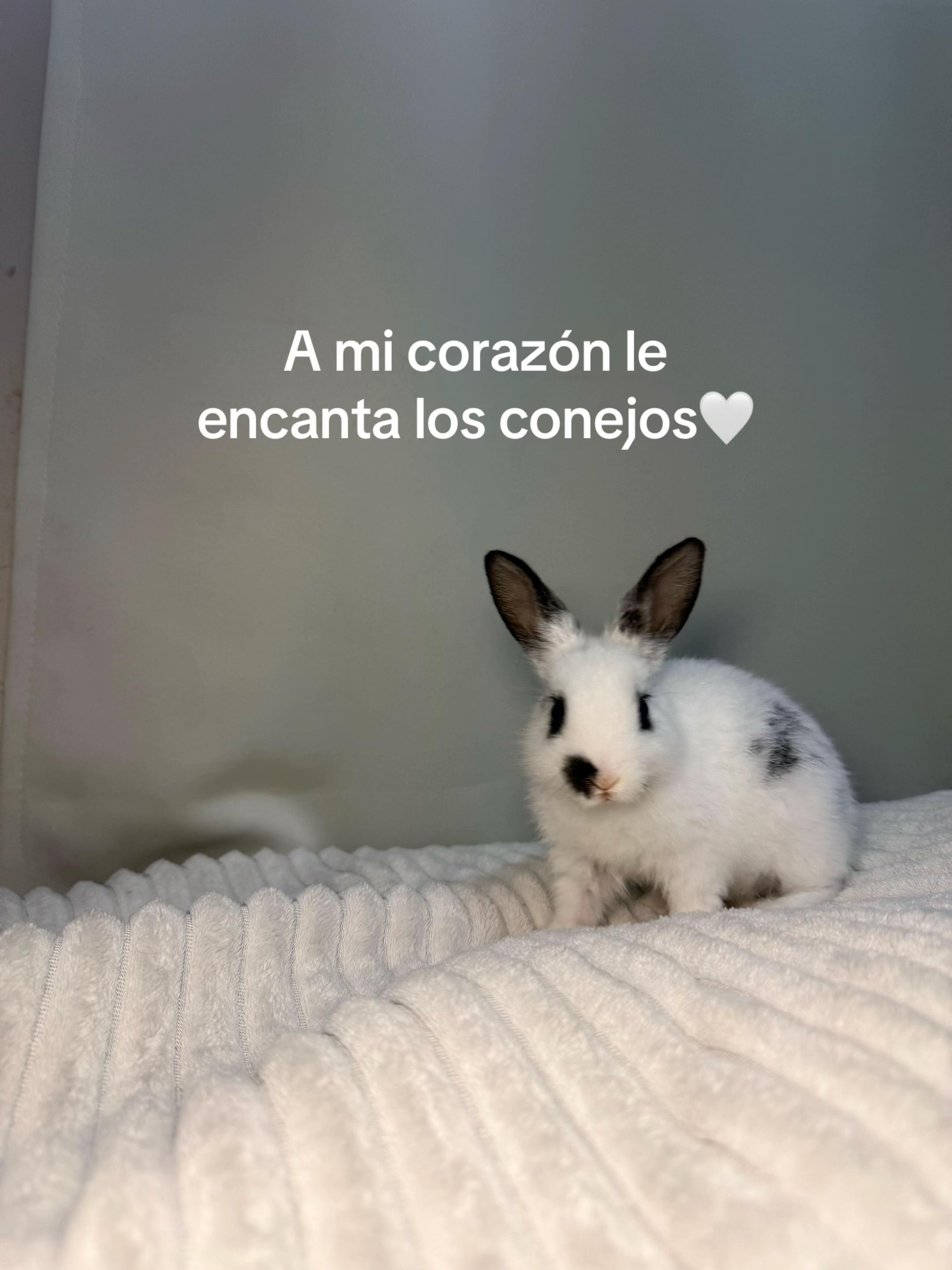 @Agus Schmidt