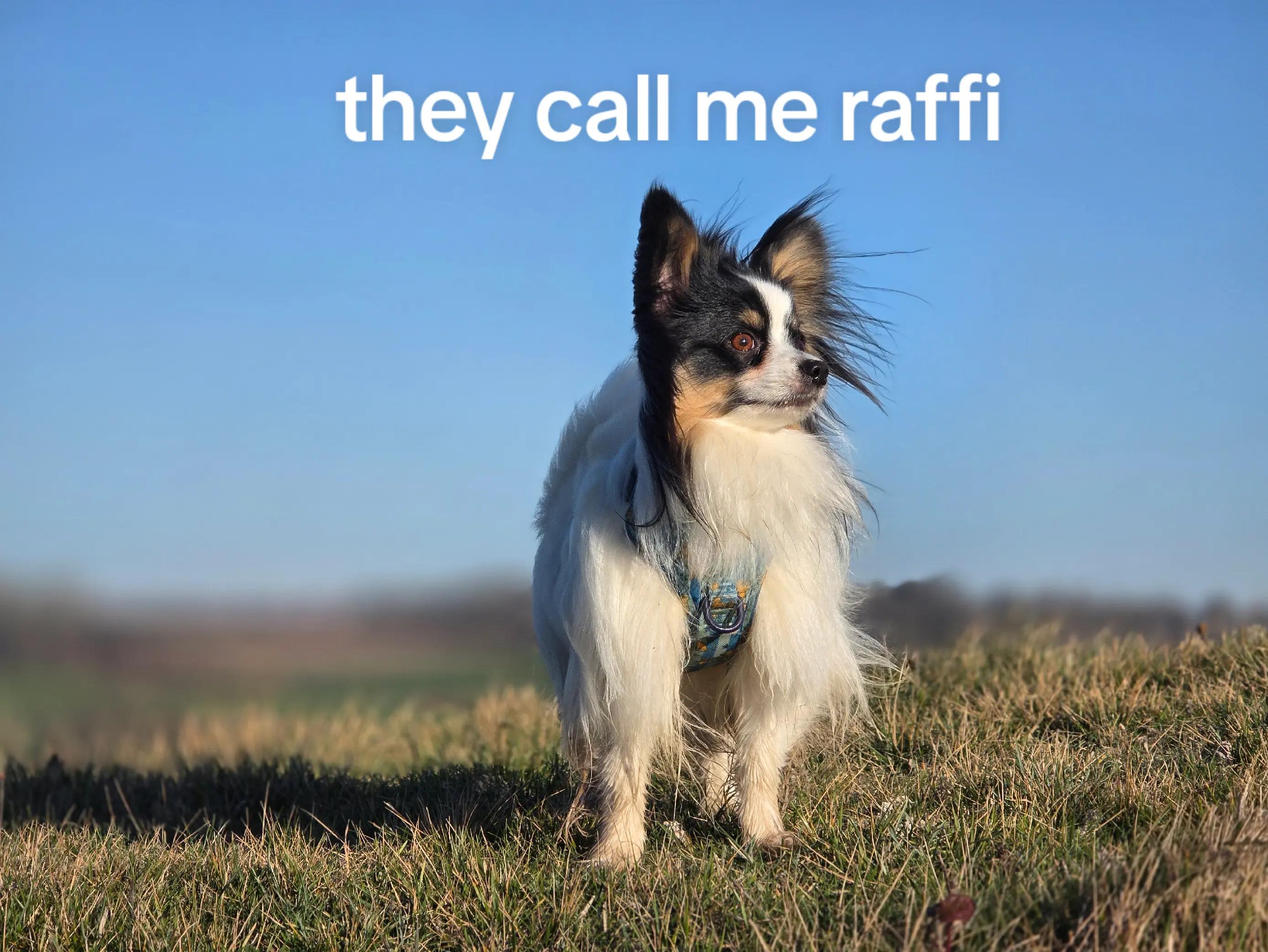@chaos_with_emma_fudge_rafiki