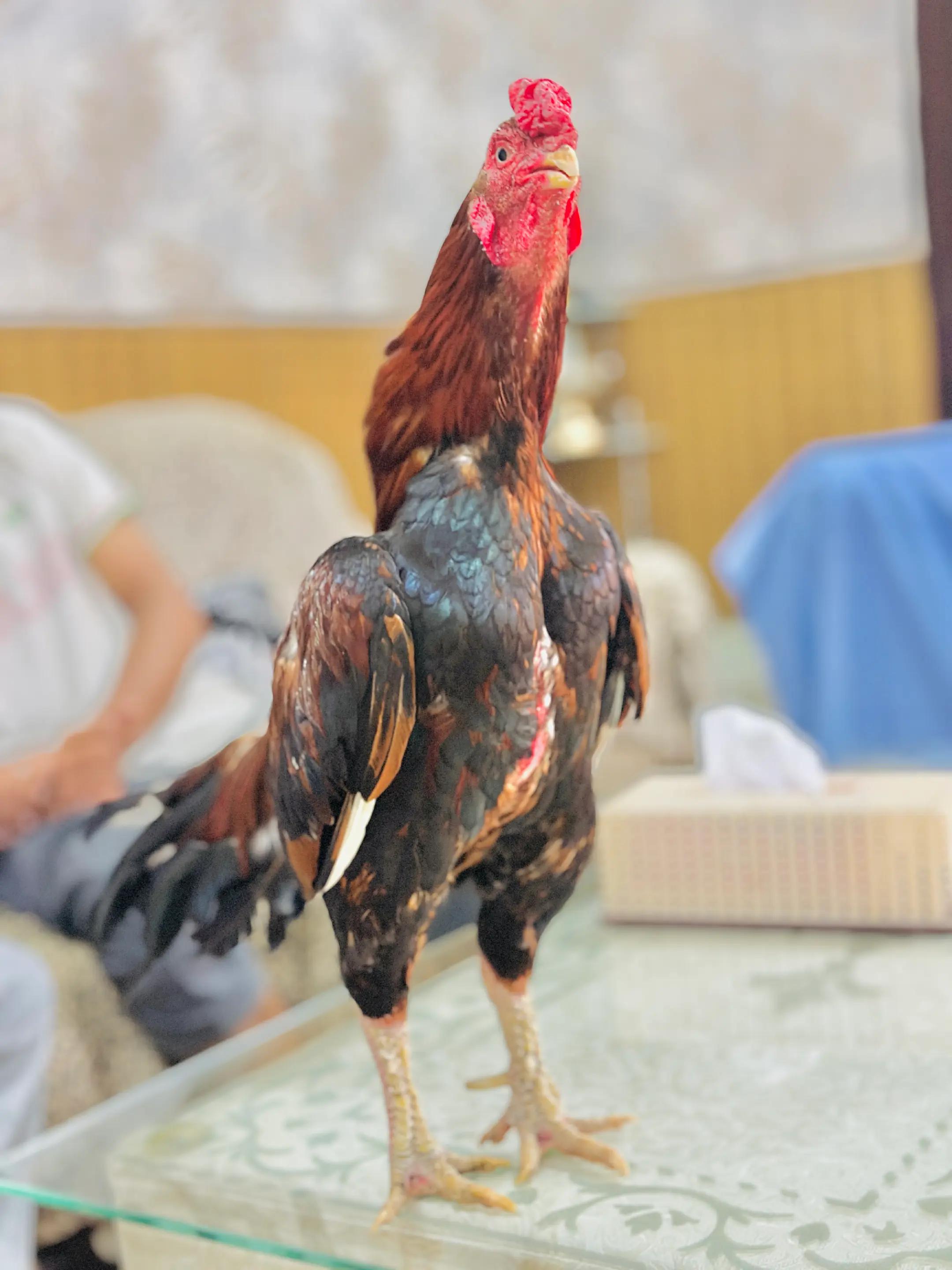 @Aseel 🐓