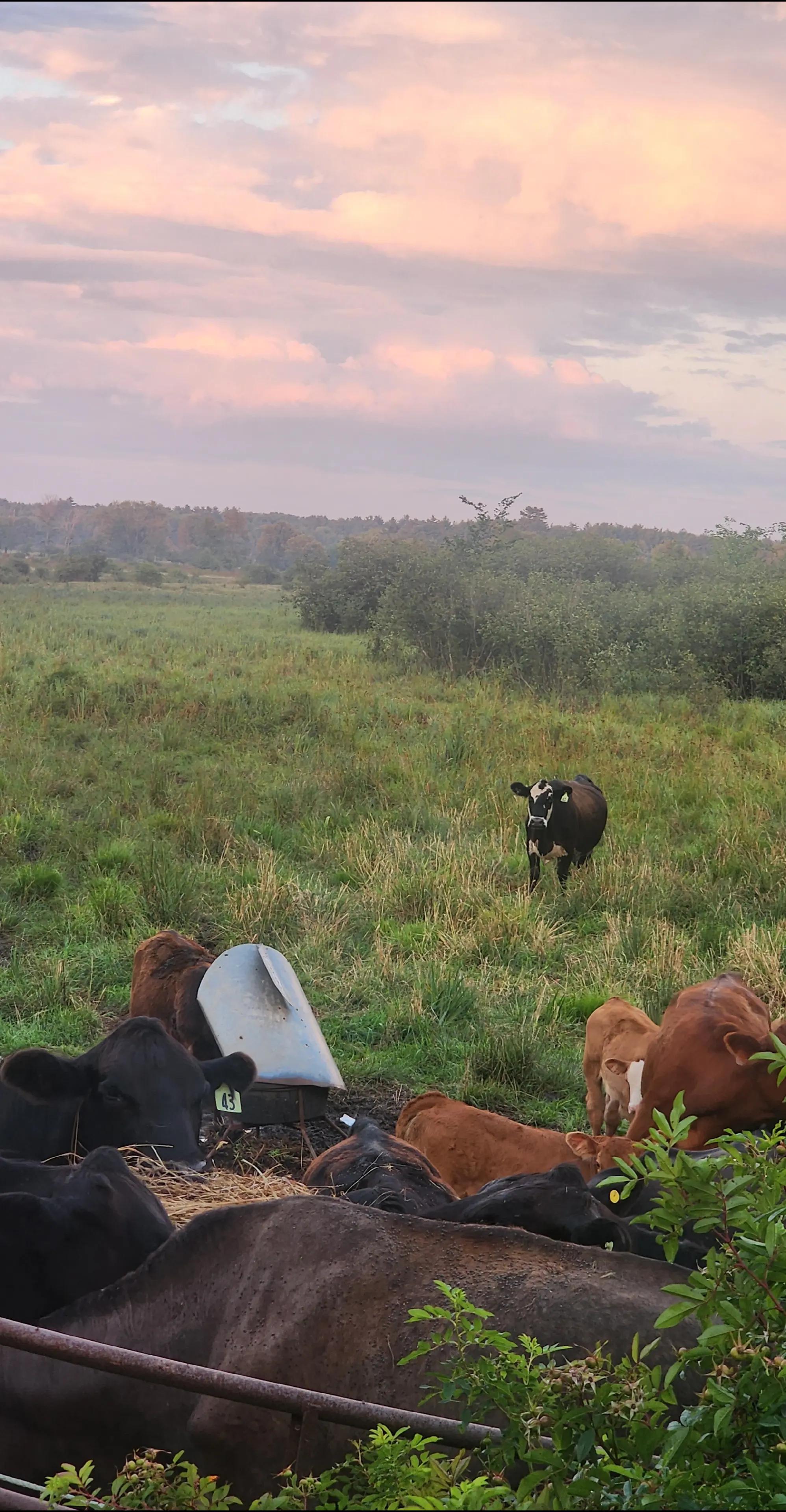 @Thegirlwiththecursemark
