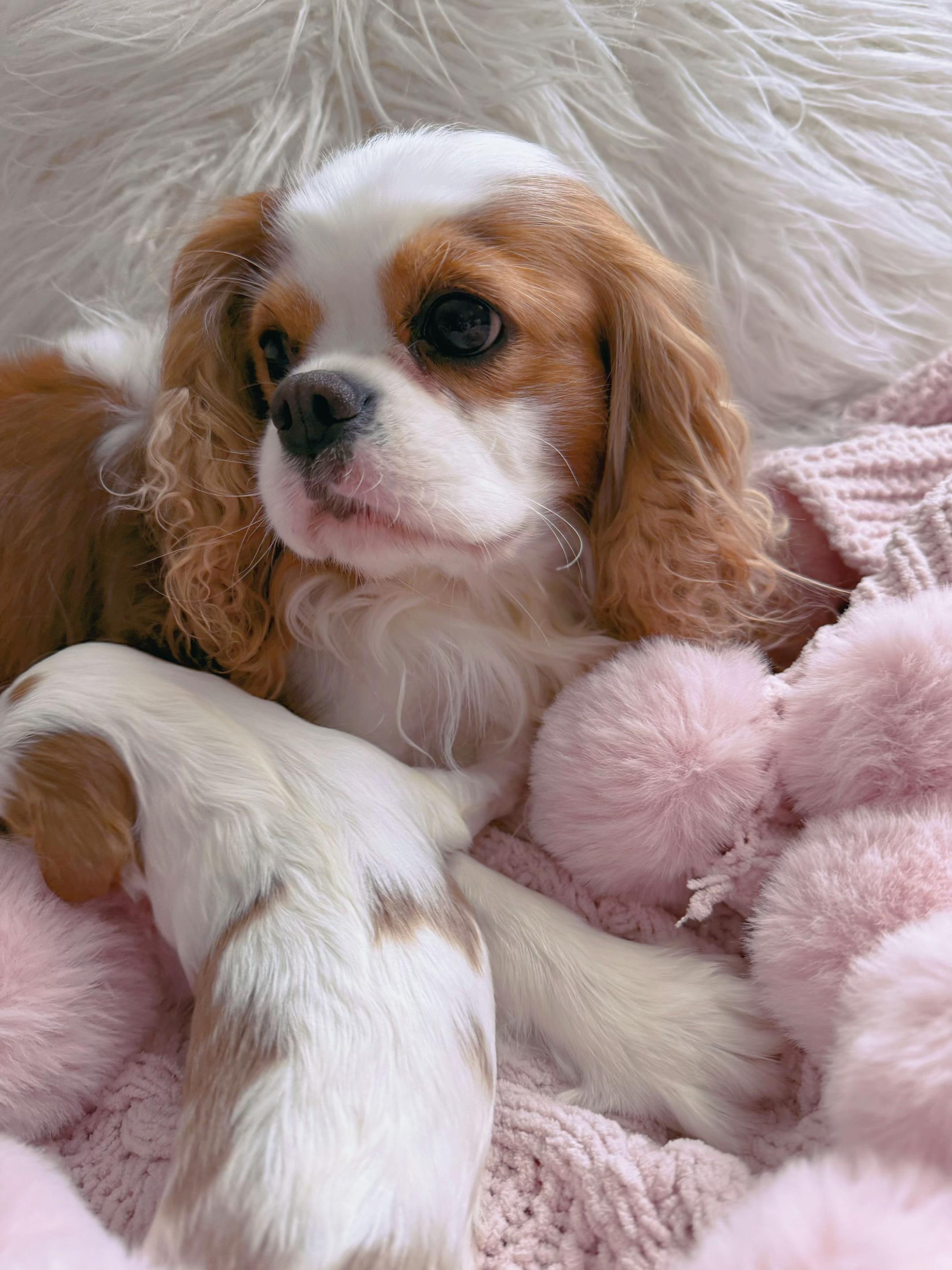 @Cavalier_king_charles_paris