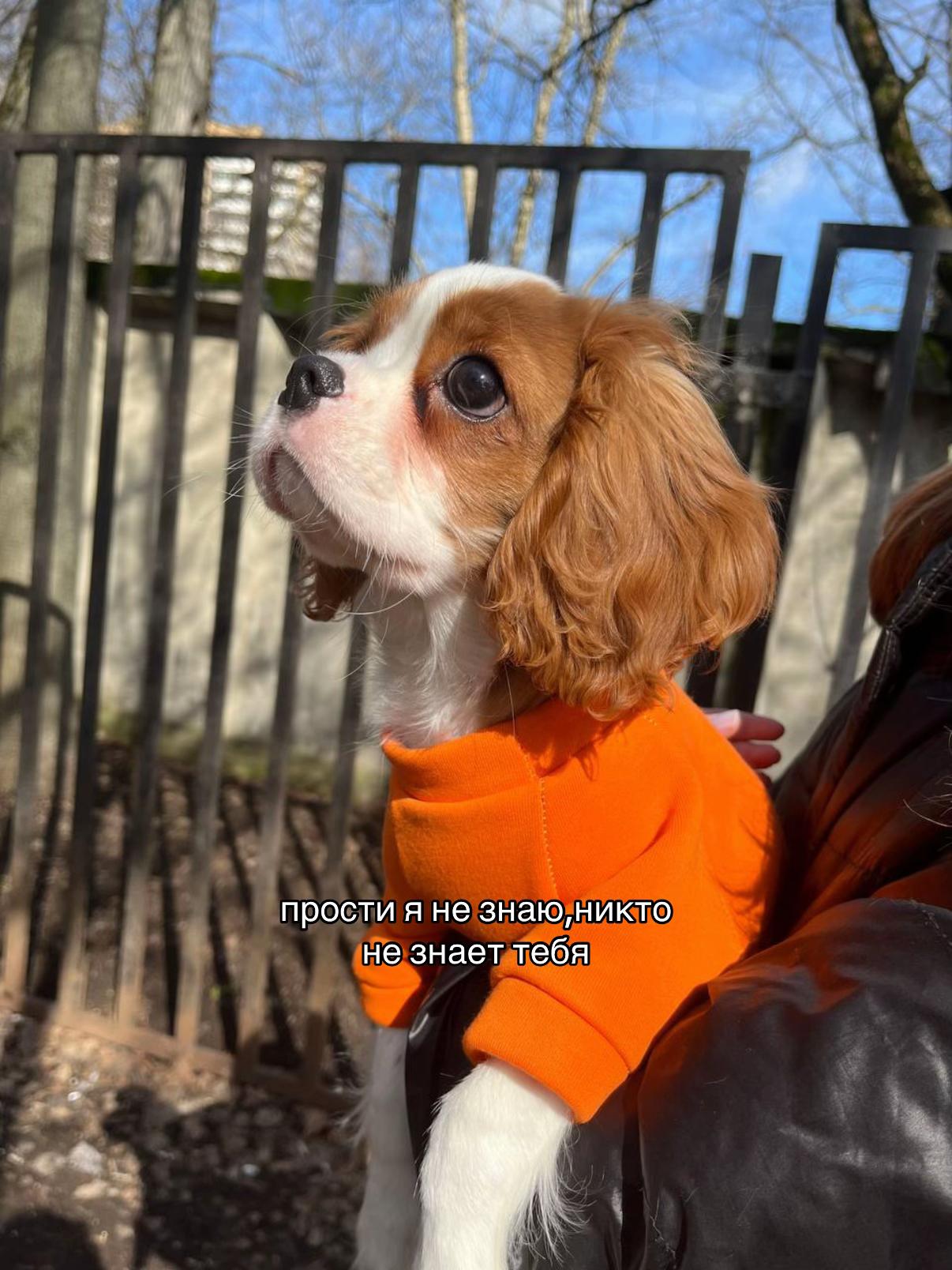 @Фаби🐶
