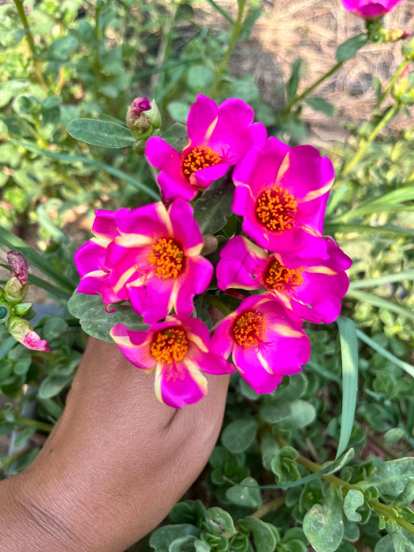 @Xeema_Nursery