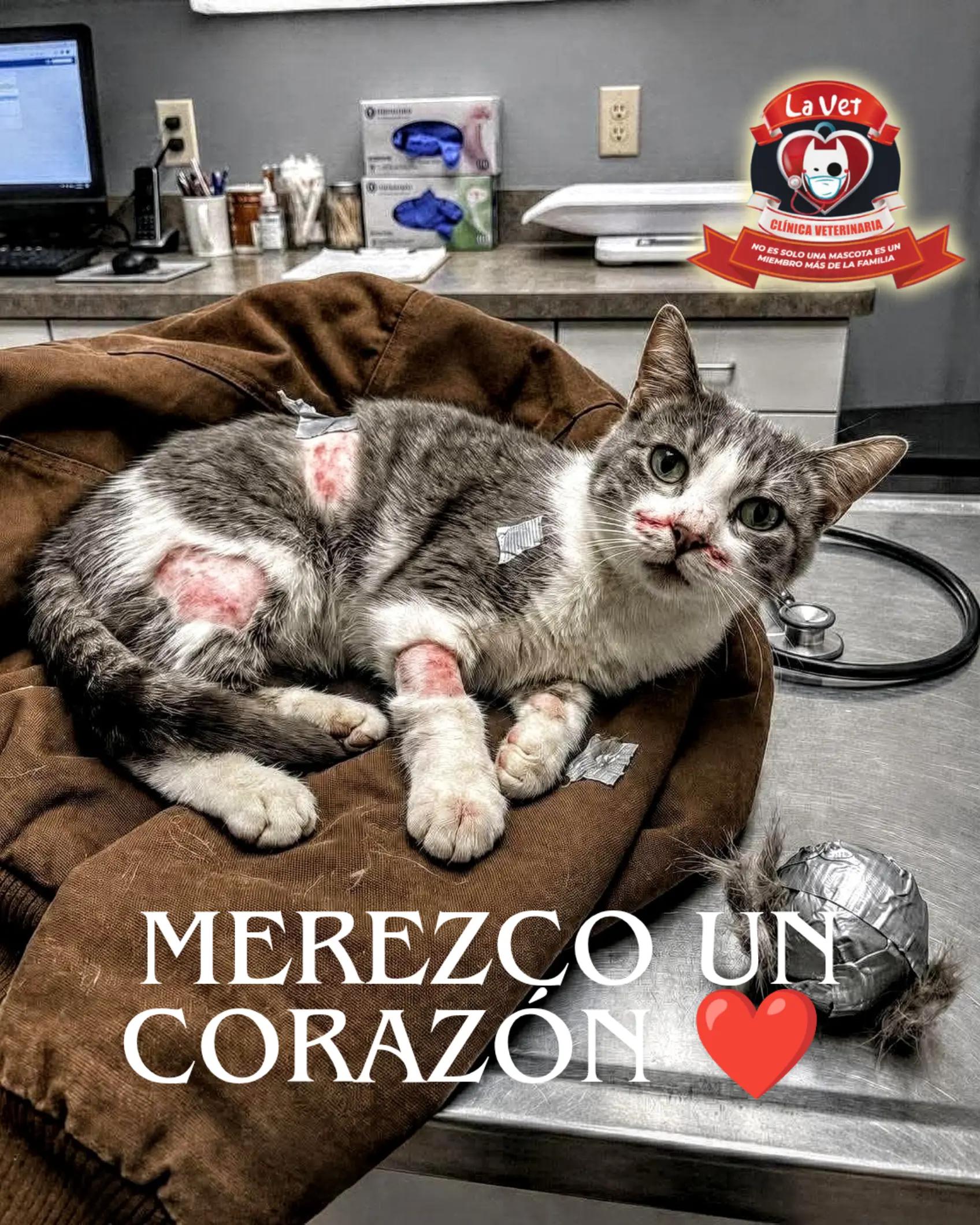 @Cl&iacute;nica la Vet Oriente