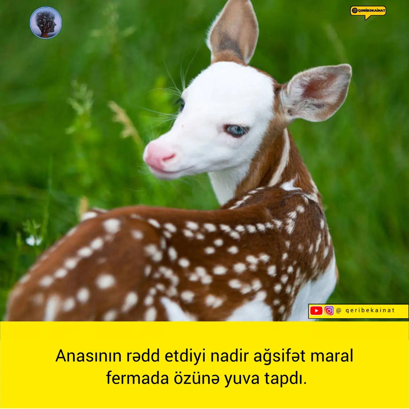 @qeribekainat