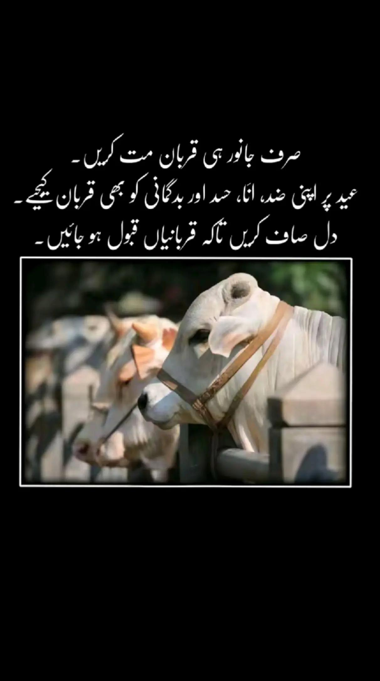 @𝕌𝕤𝕞𝕒𝕟 𝕞𝕦𝕘𝕙𝕒𝕝😘😘