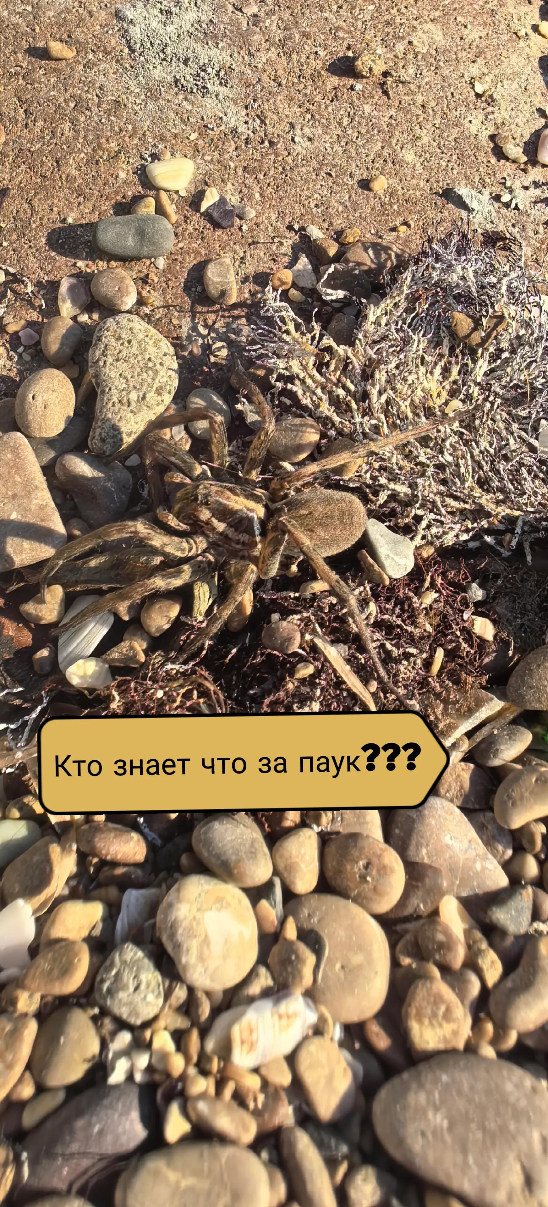 @С&alpha;ϻ&sigma;ӷ&sigma;ϰя &tau;ɞ