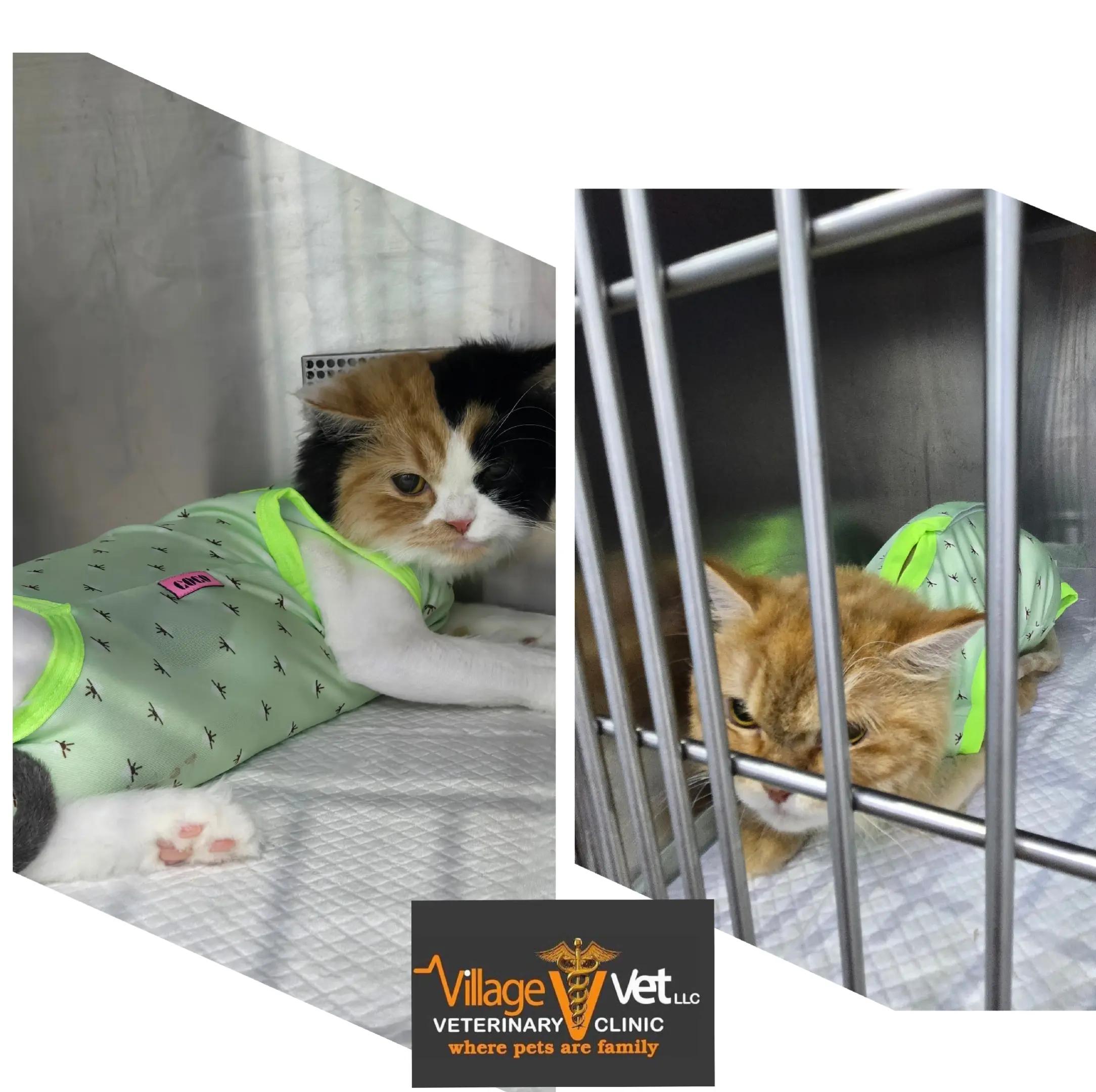 @VillagevVet LLC