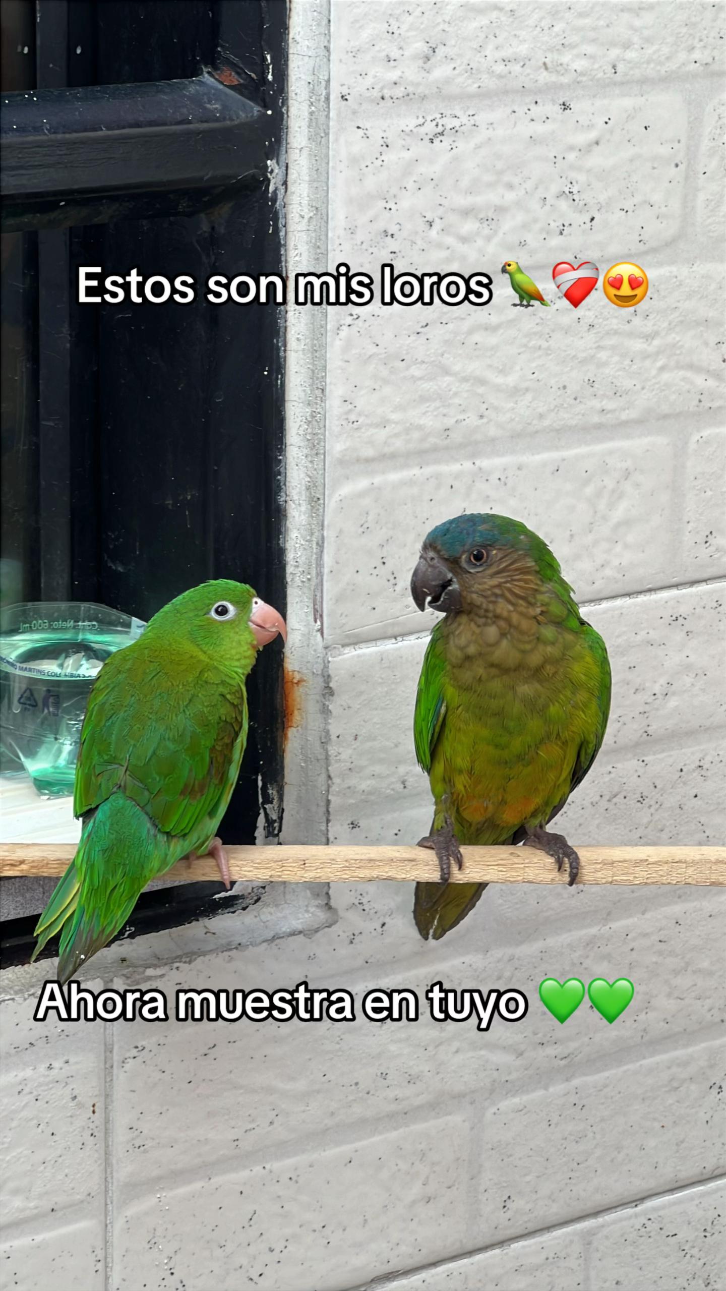 @Tarazona 🫰🏻