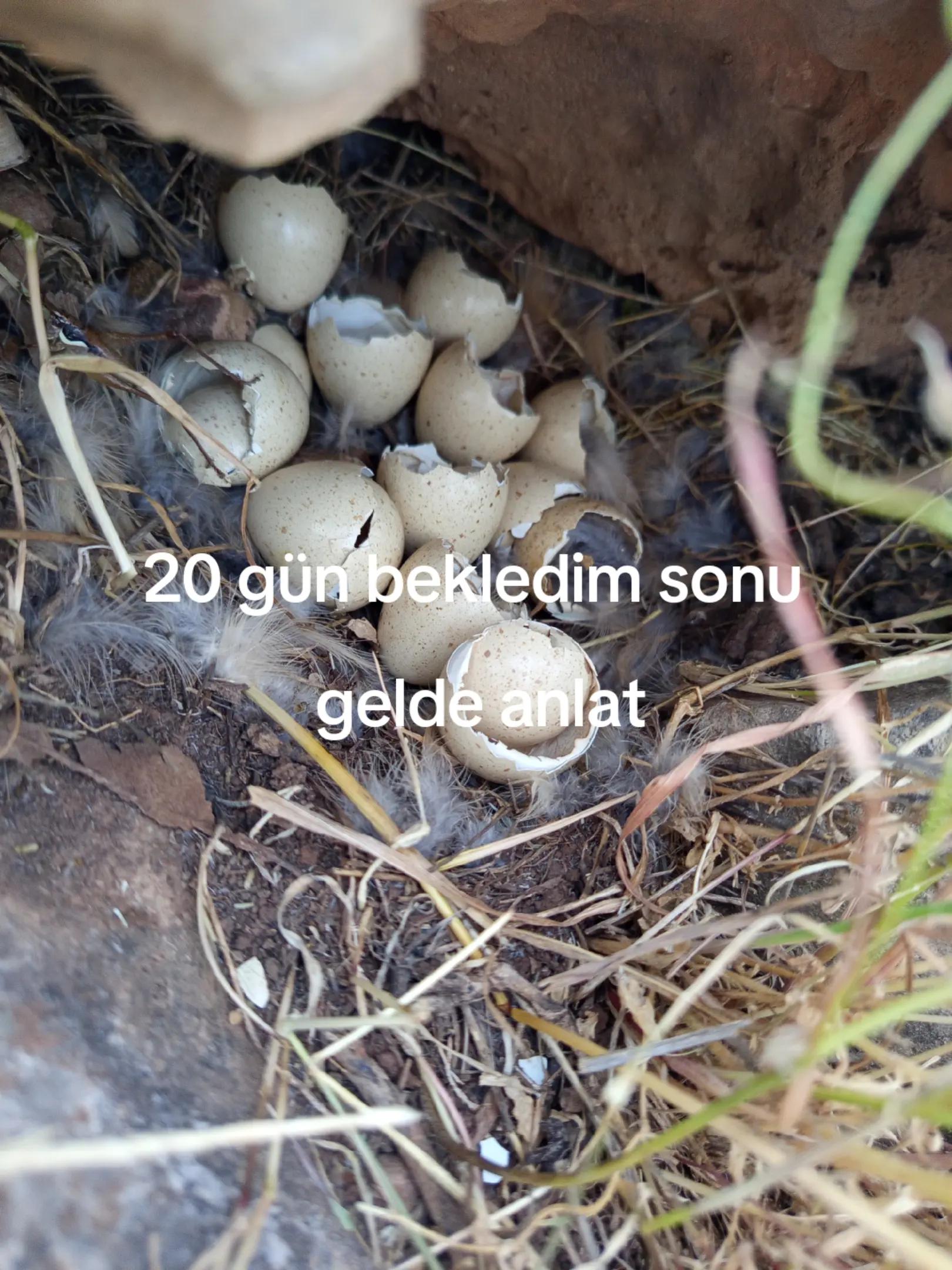 @hebun zınar