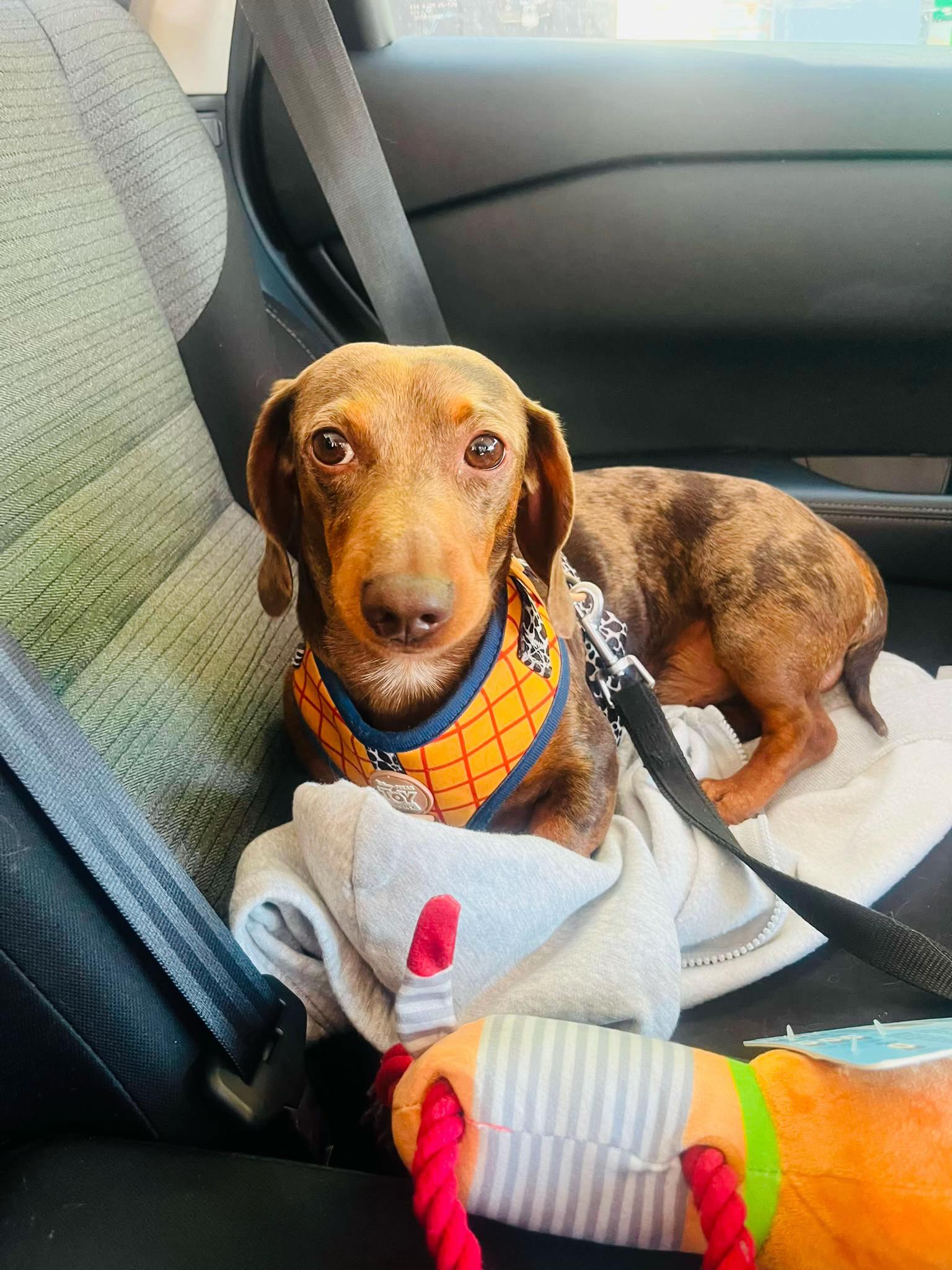 @marleythesausagedog