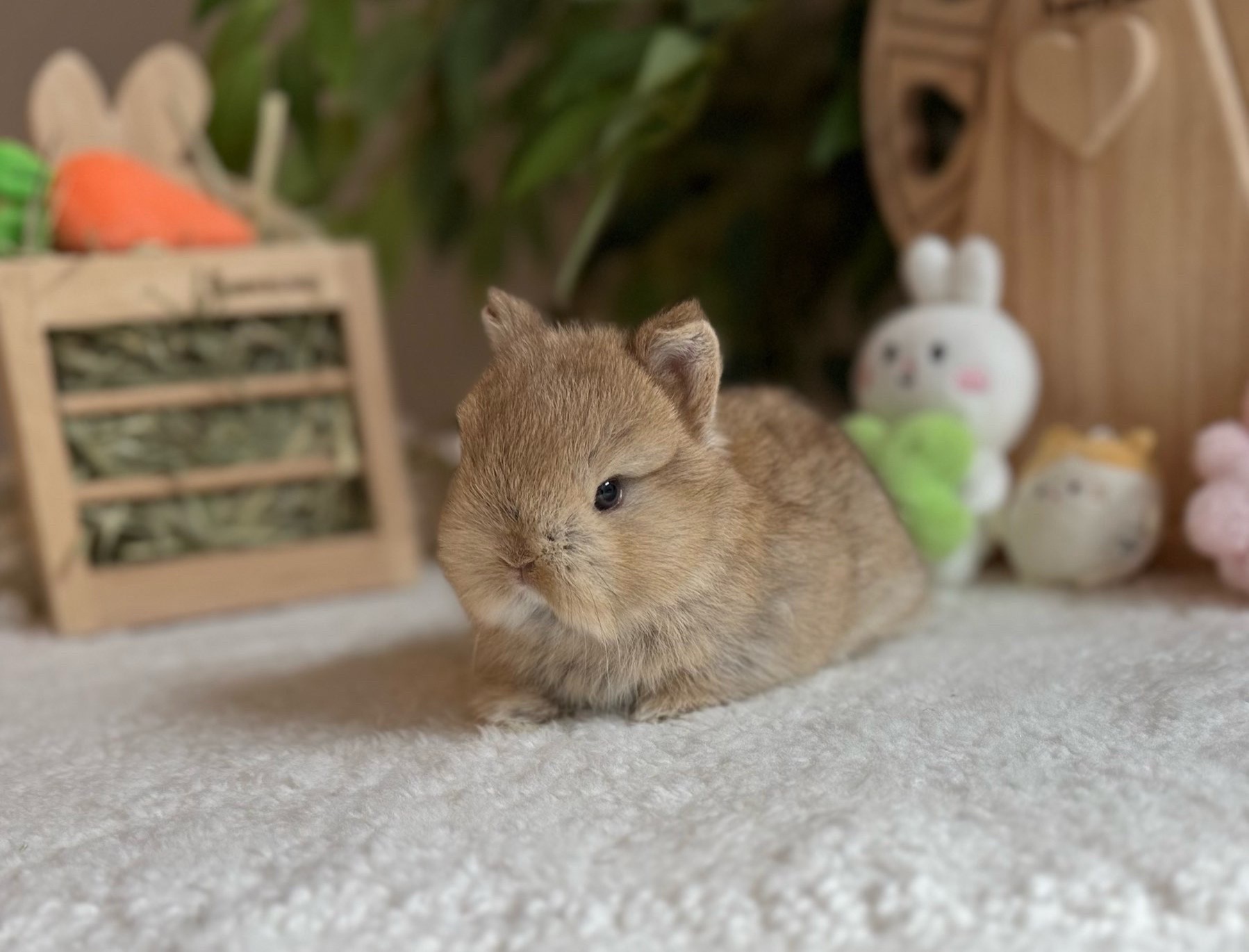 @Fluffy Bunny Orlando