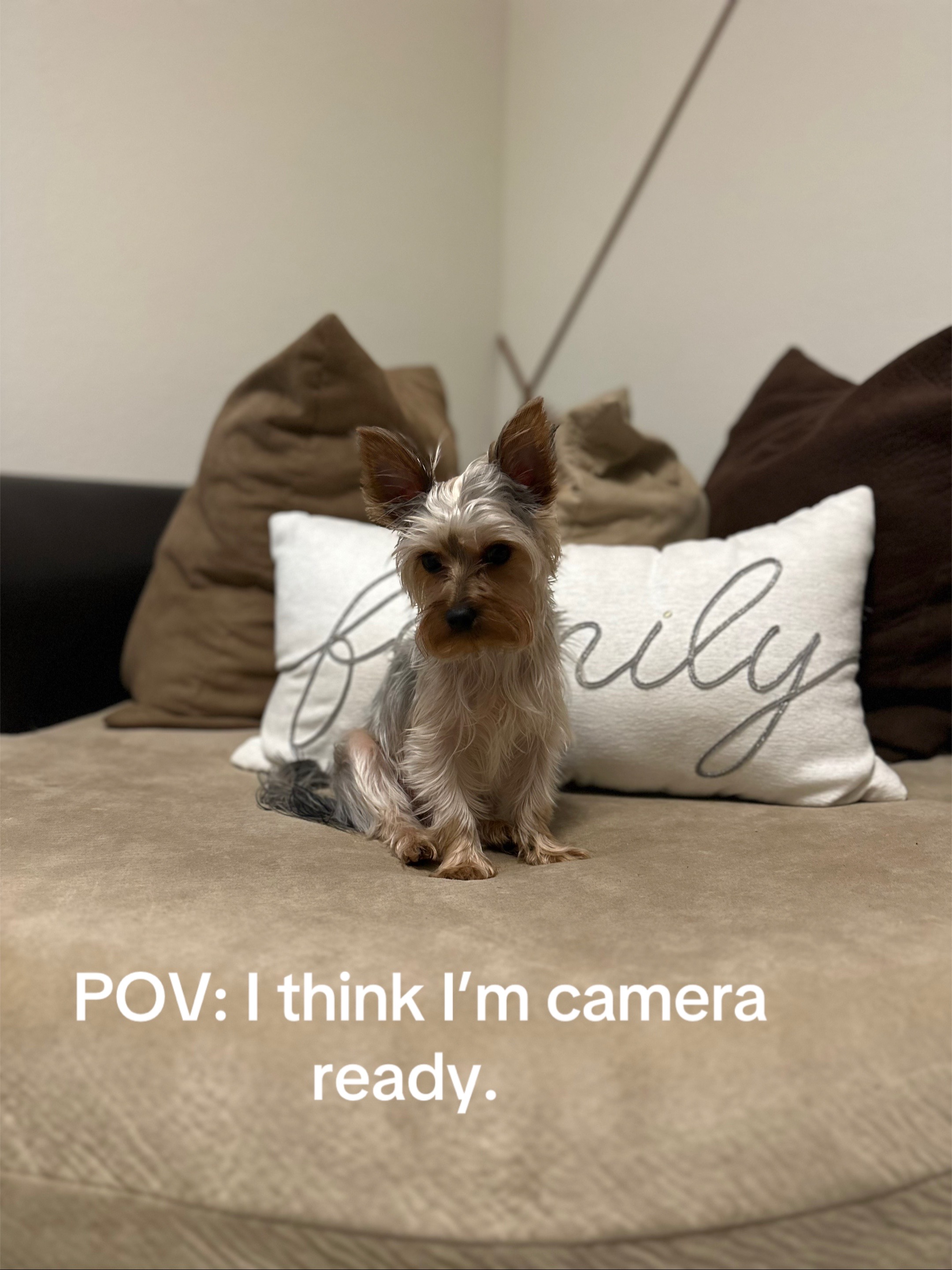 @Penny the Yorkie