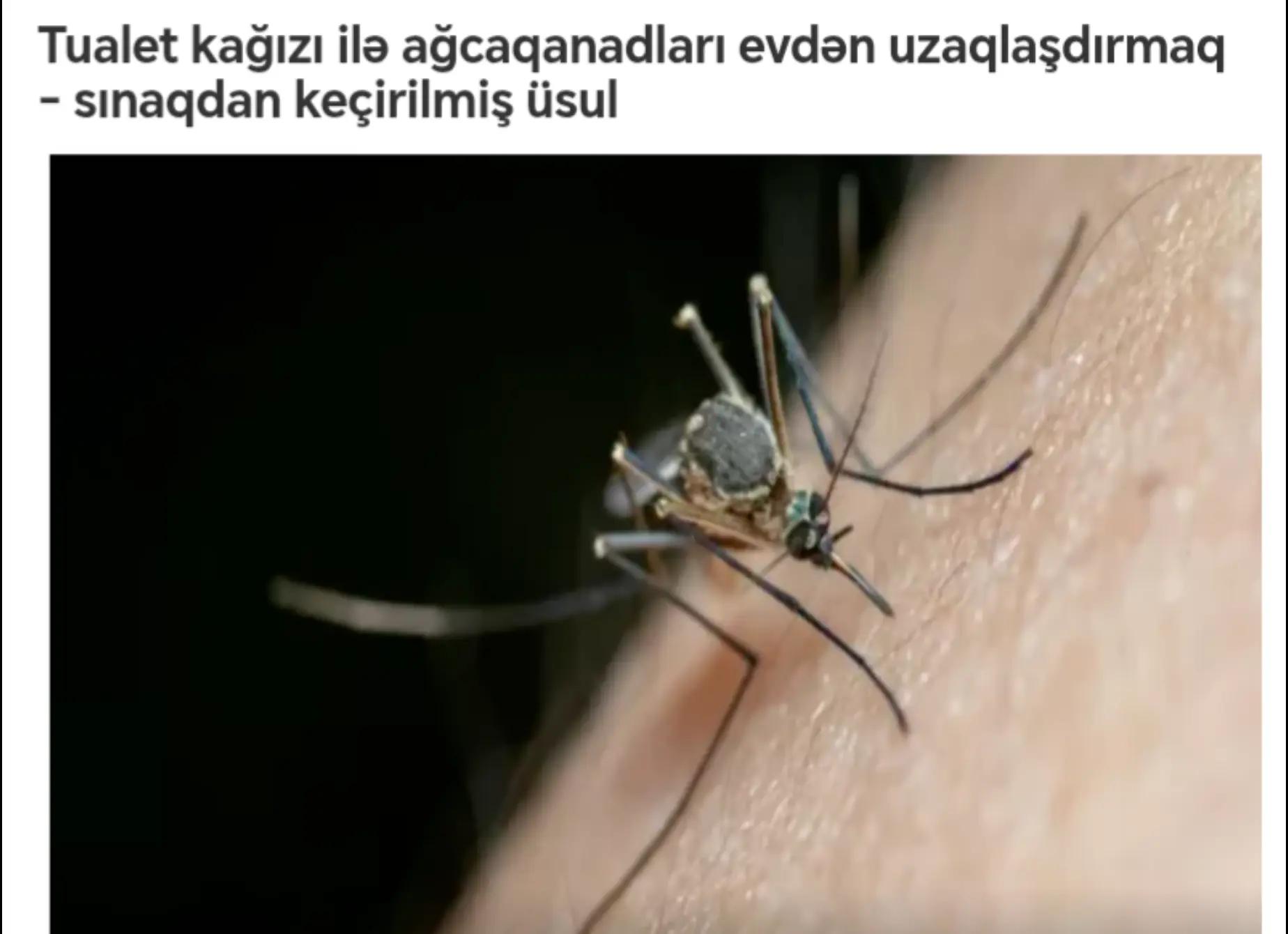 @xeber efir✅