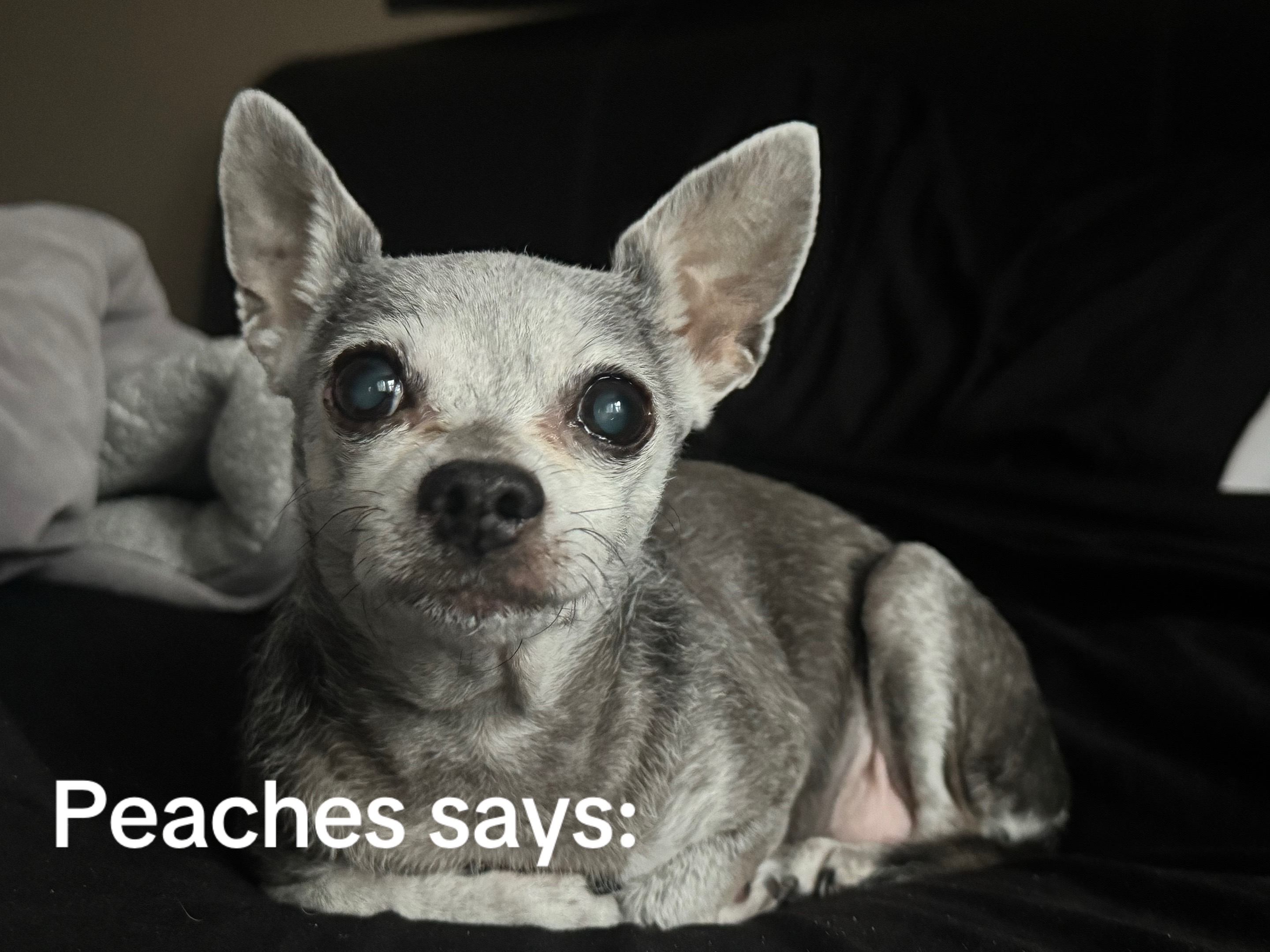 @Peaches🍑🐾