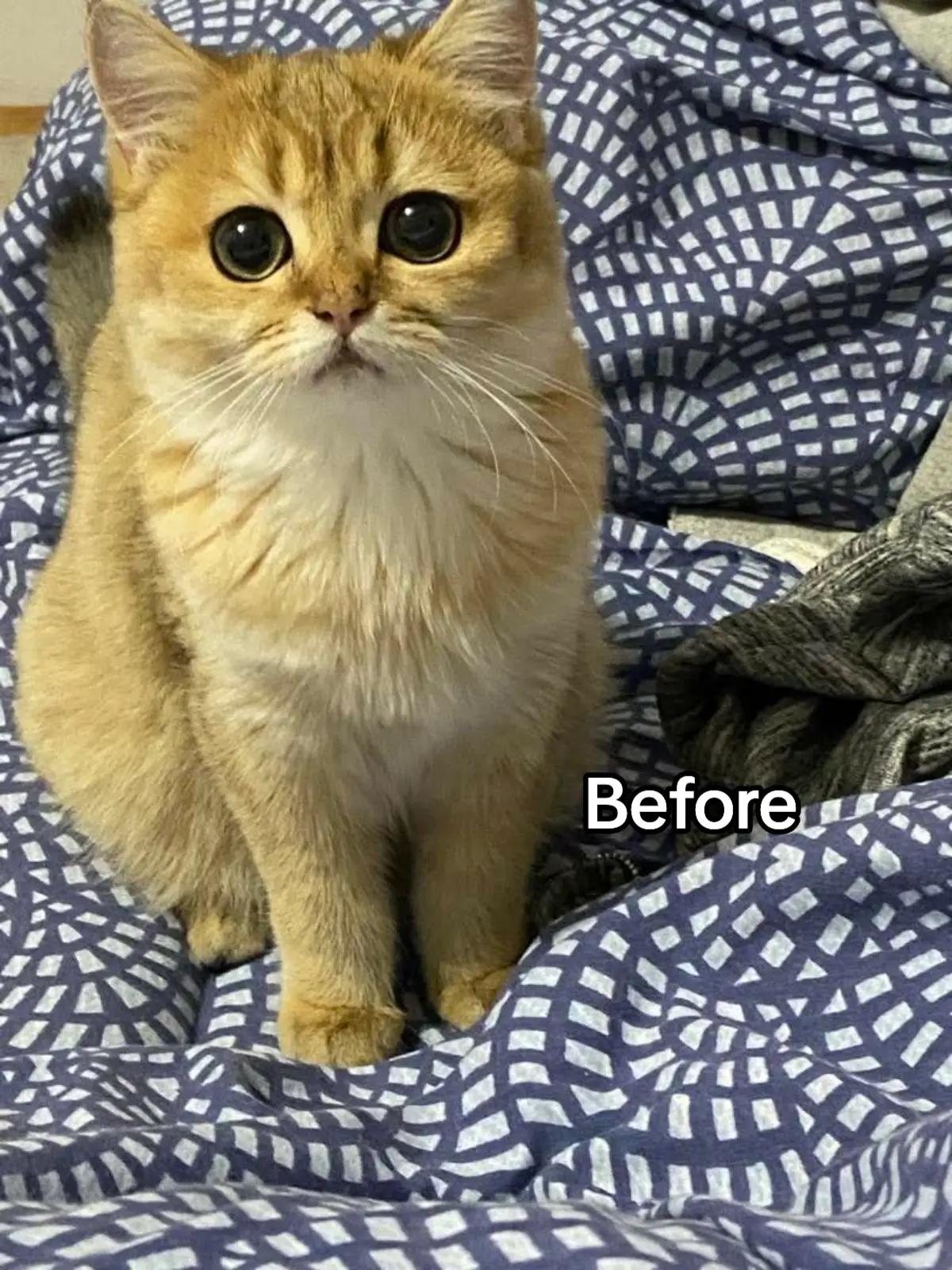 @UniqueClaw Cattery