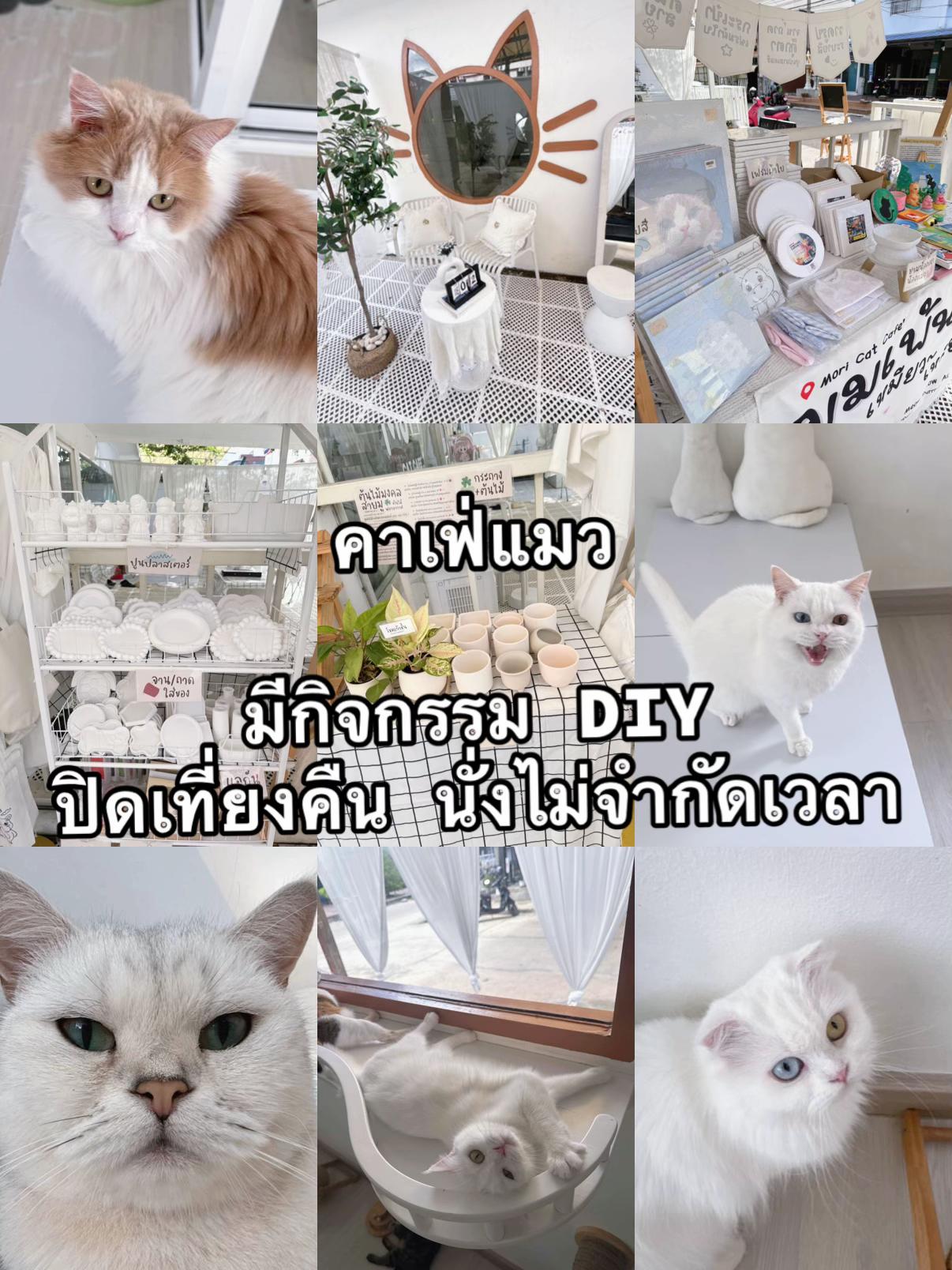@คาเฟ่แมวโมริ Mori cat cafe'