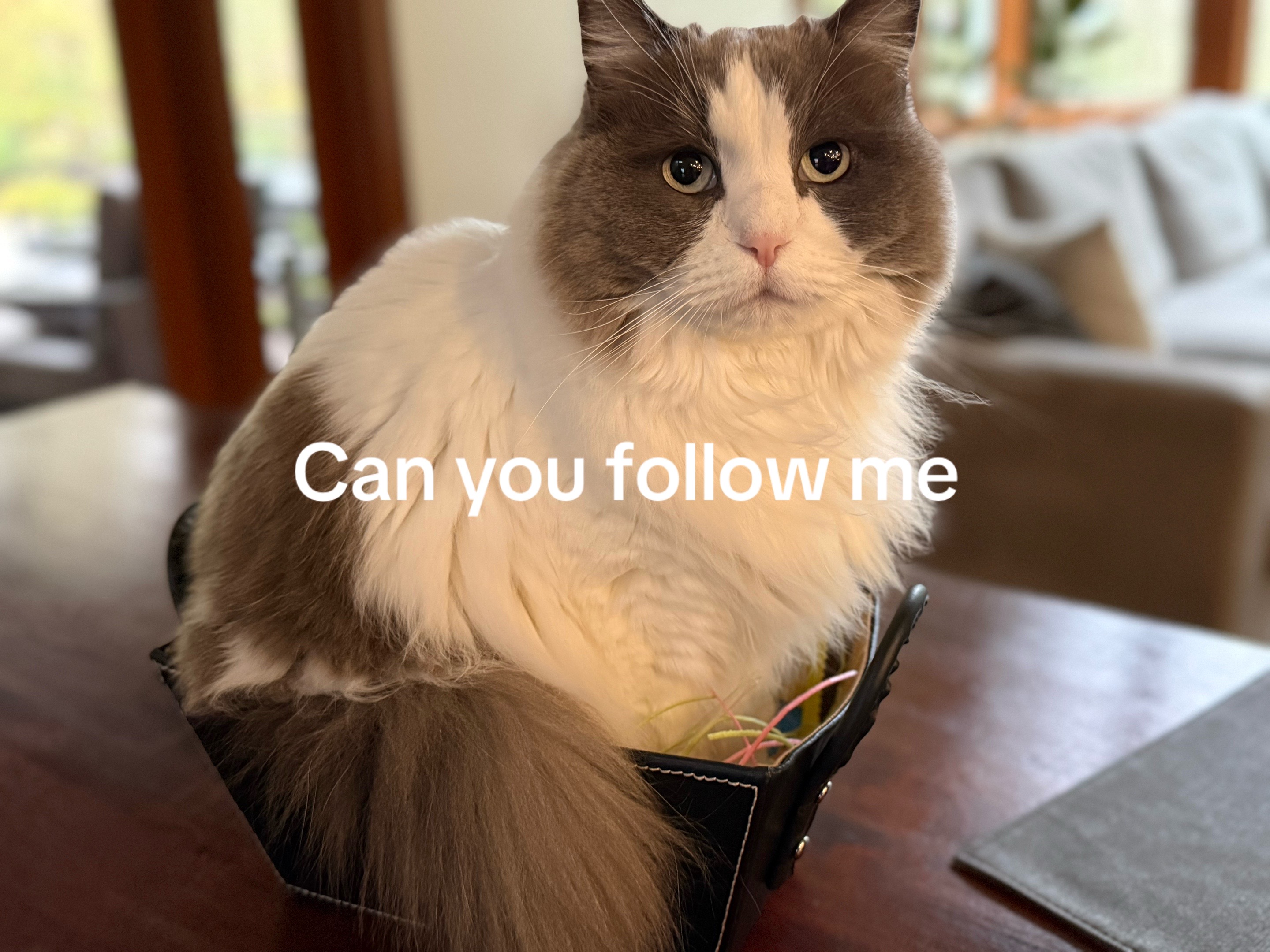 @wild_card__