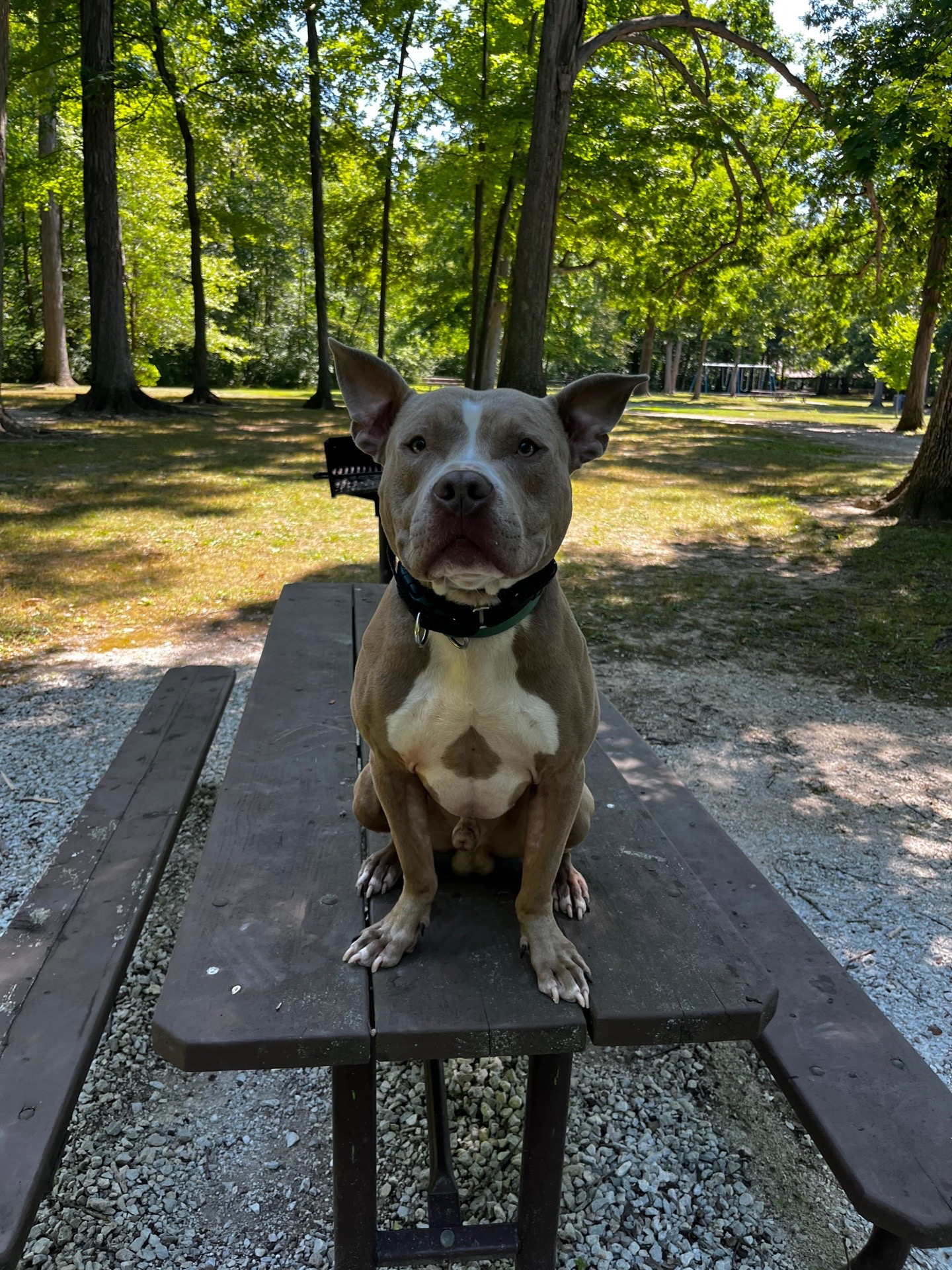 @Jay TheDog Trainer