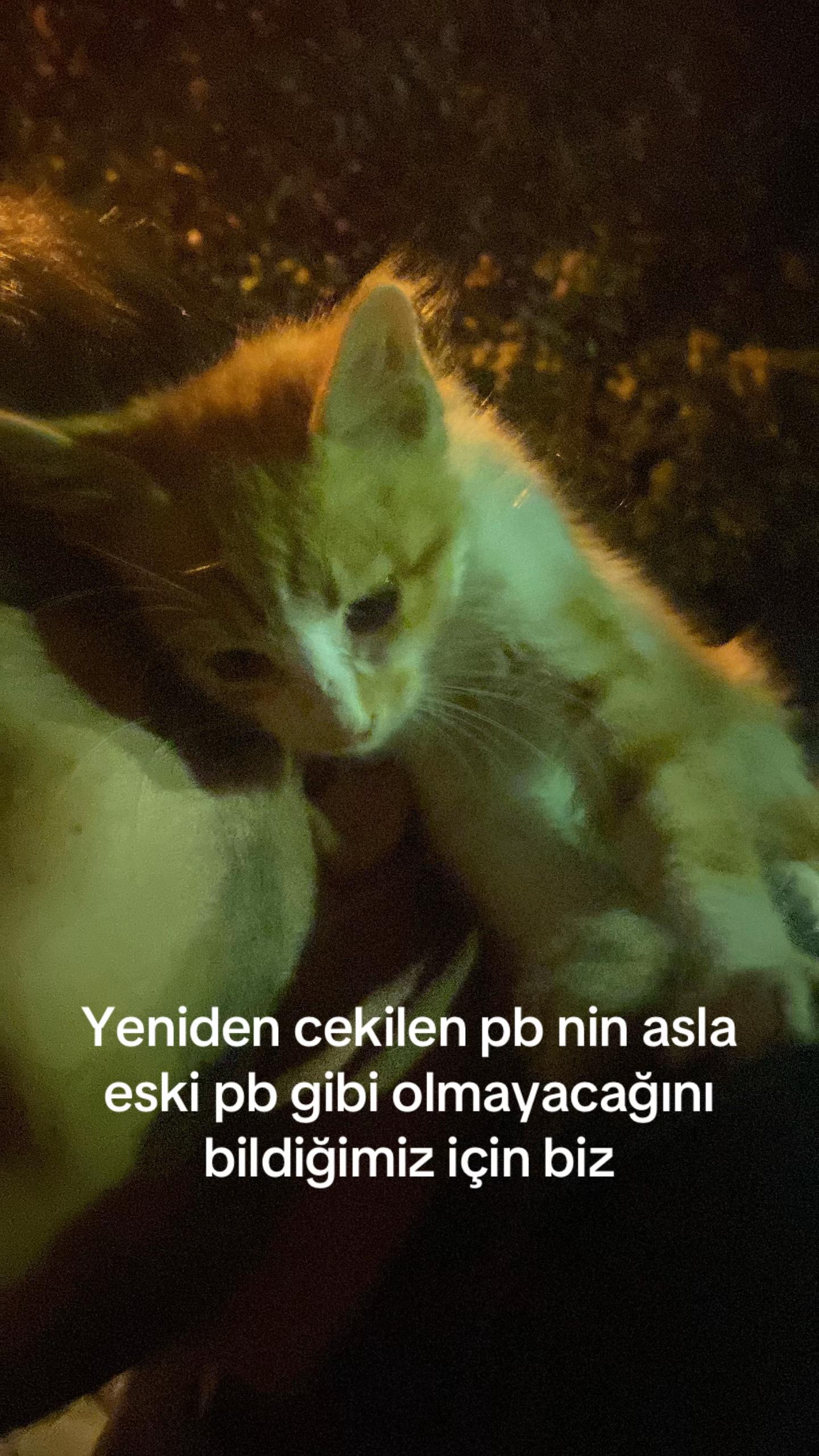 @erenszi