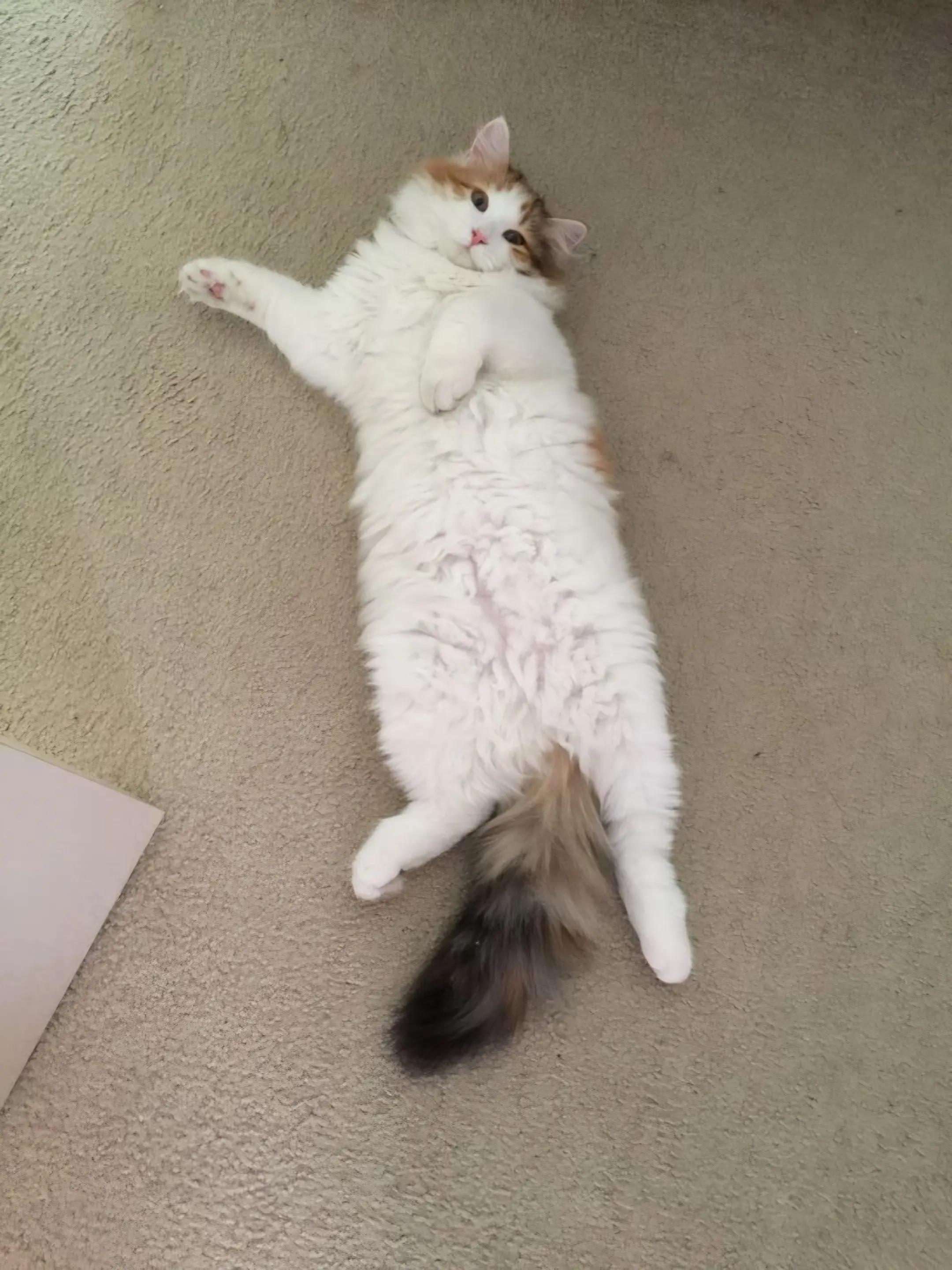 @Seasoned_Fries