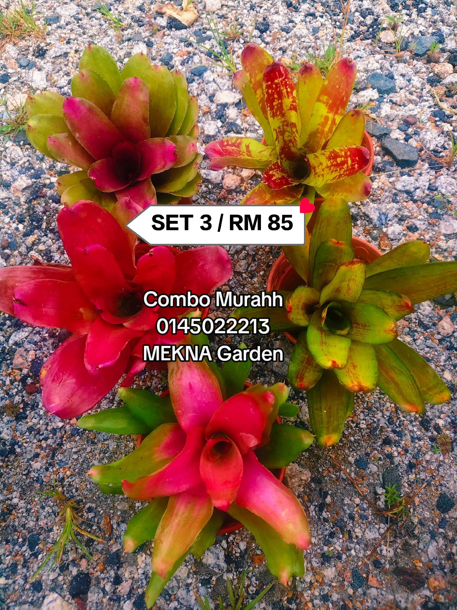@MEKNA Garden