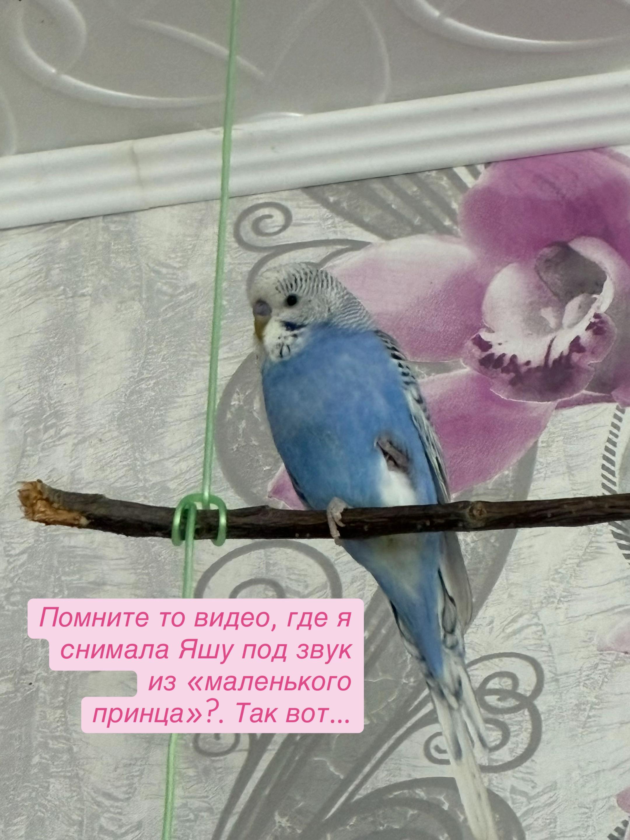 @Varenik