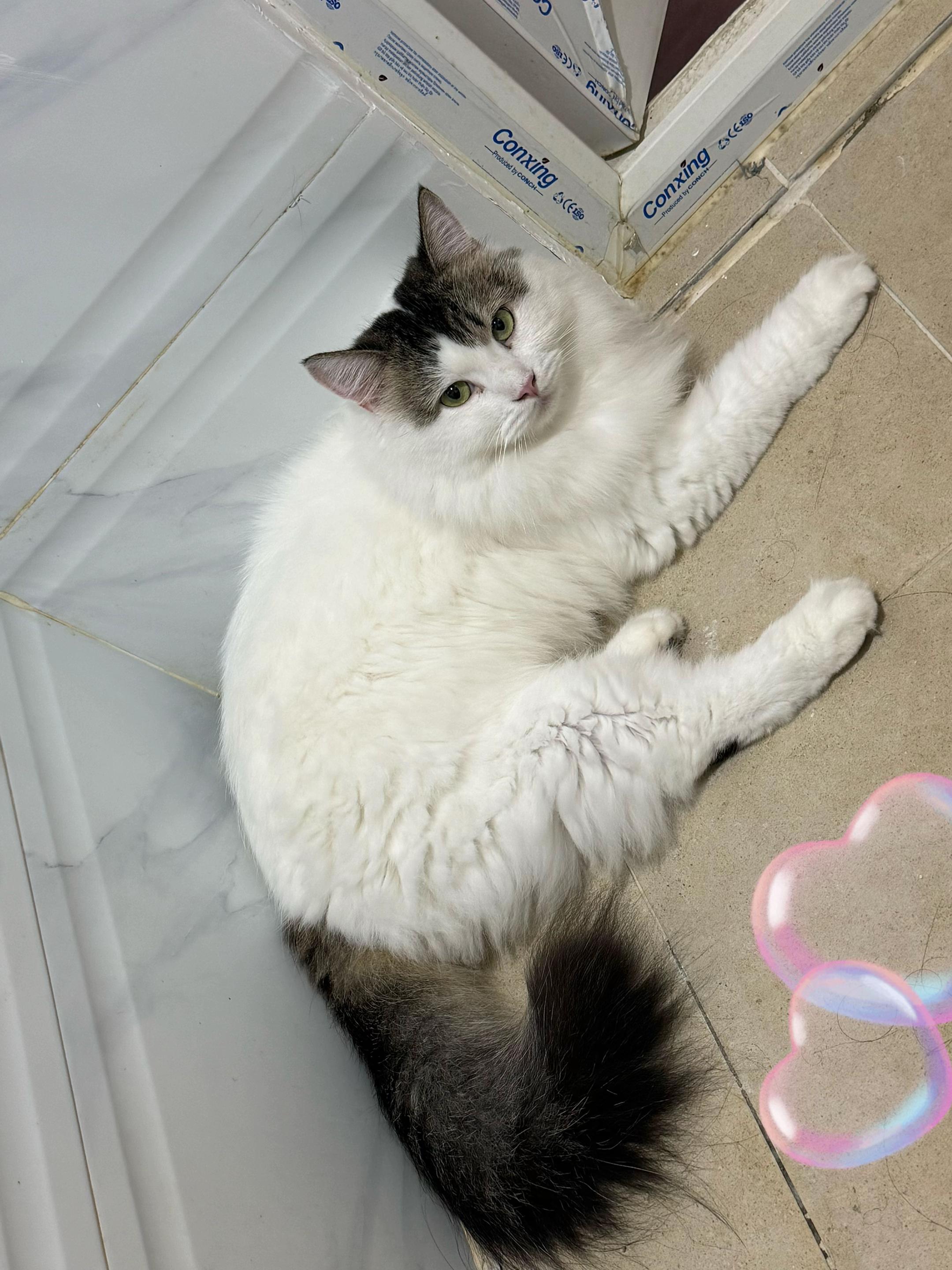 @သားတော်မောင် ကွတ်ကီး (Cookie)