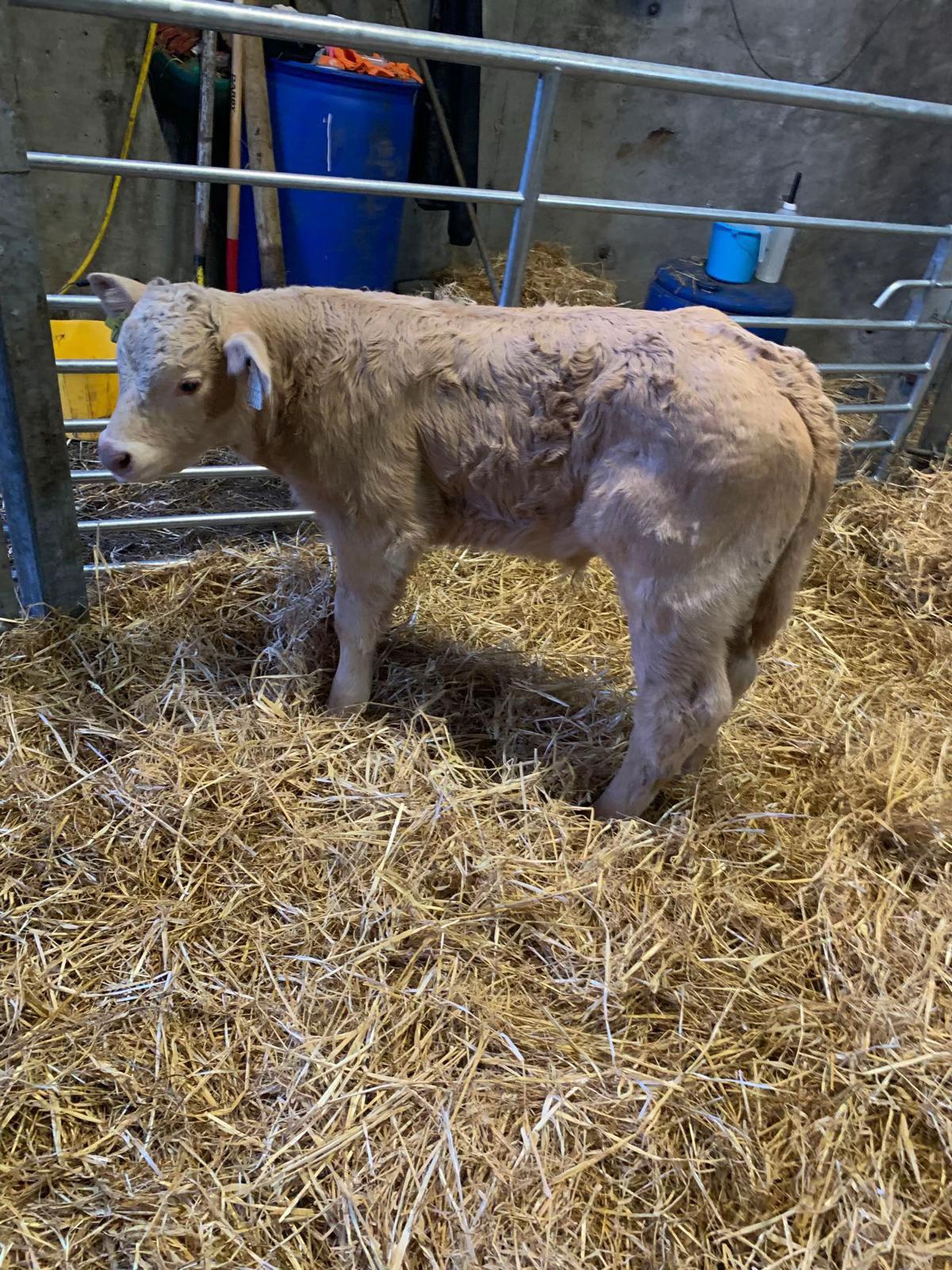 @Carrigallen_Mart