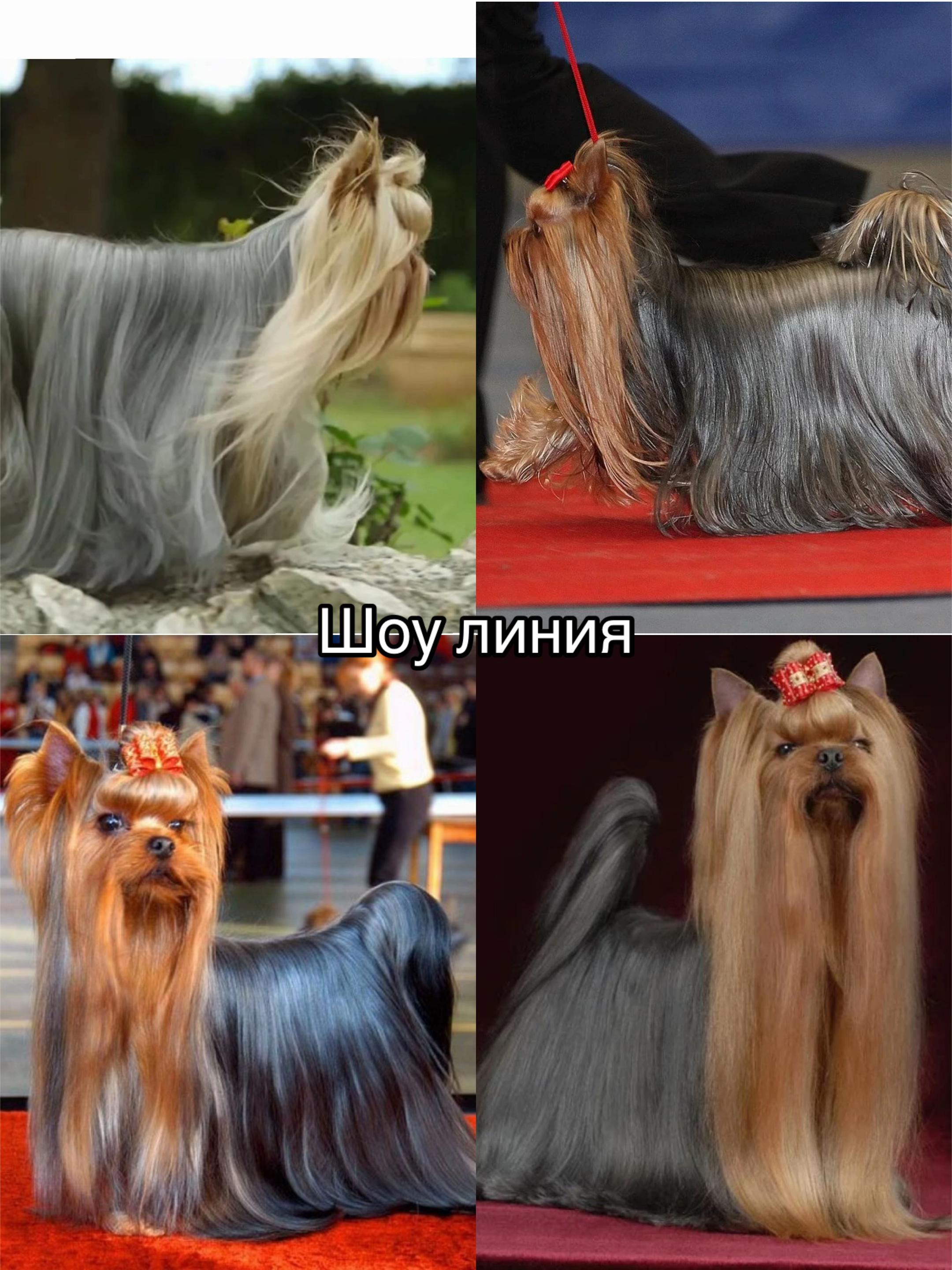 @Собака Евик🐾