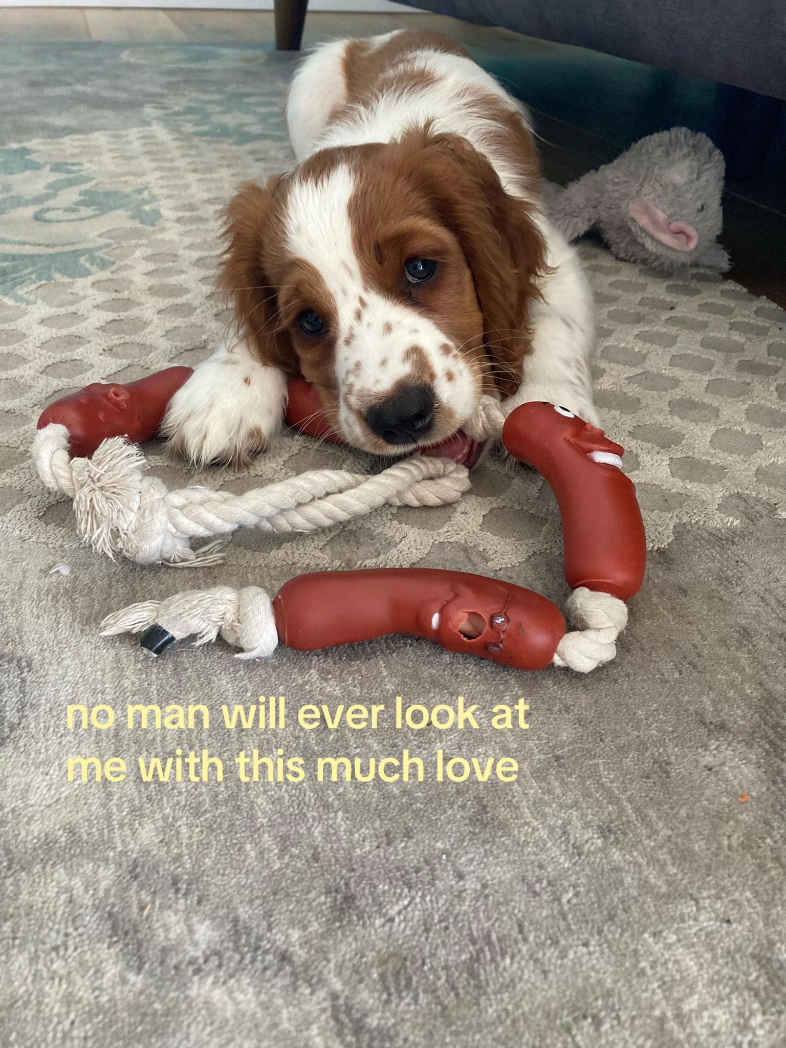 @nellie.the.welshie 🐾