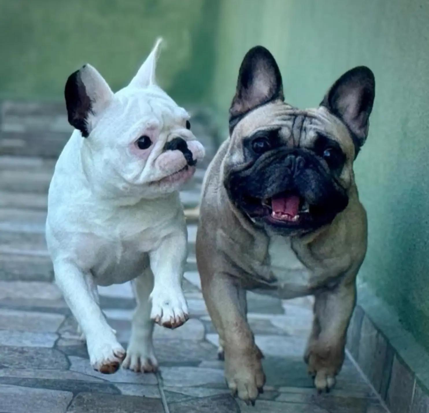 @Bosphorus Bulls French Bulldog
