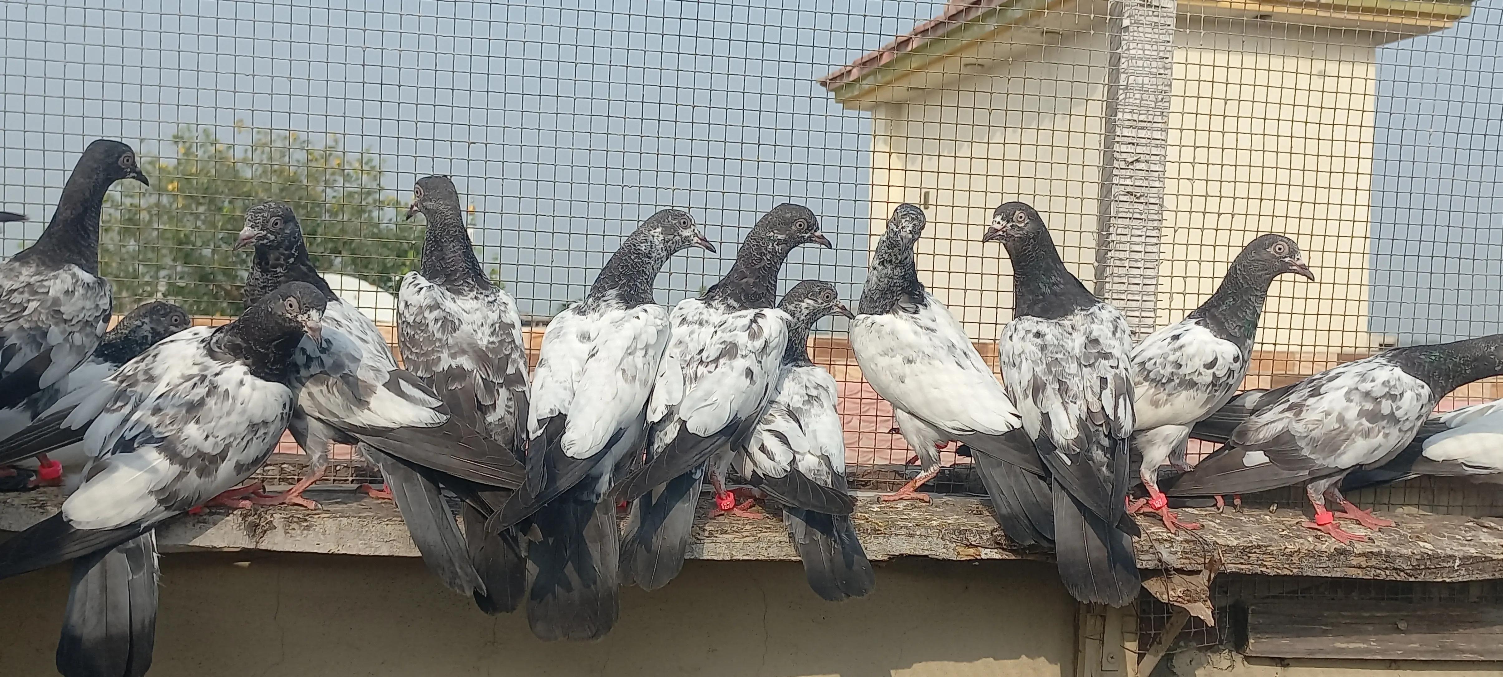 @Ranakasuripigeon