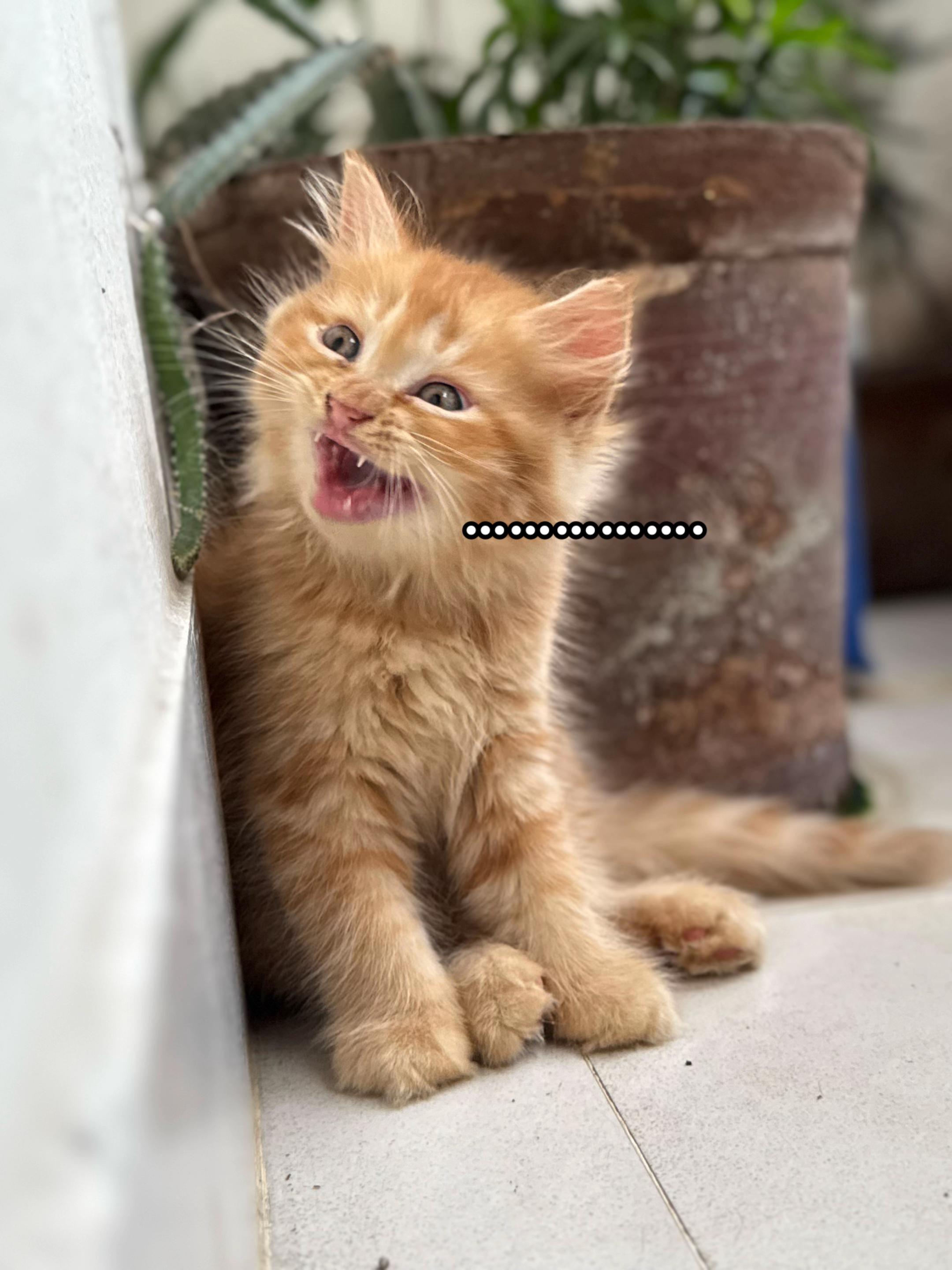 @Sanjida R.