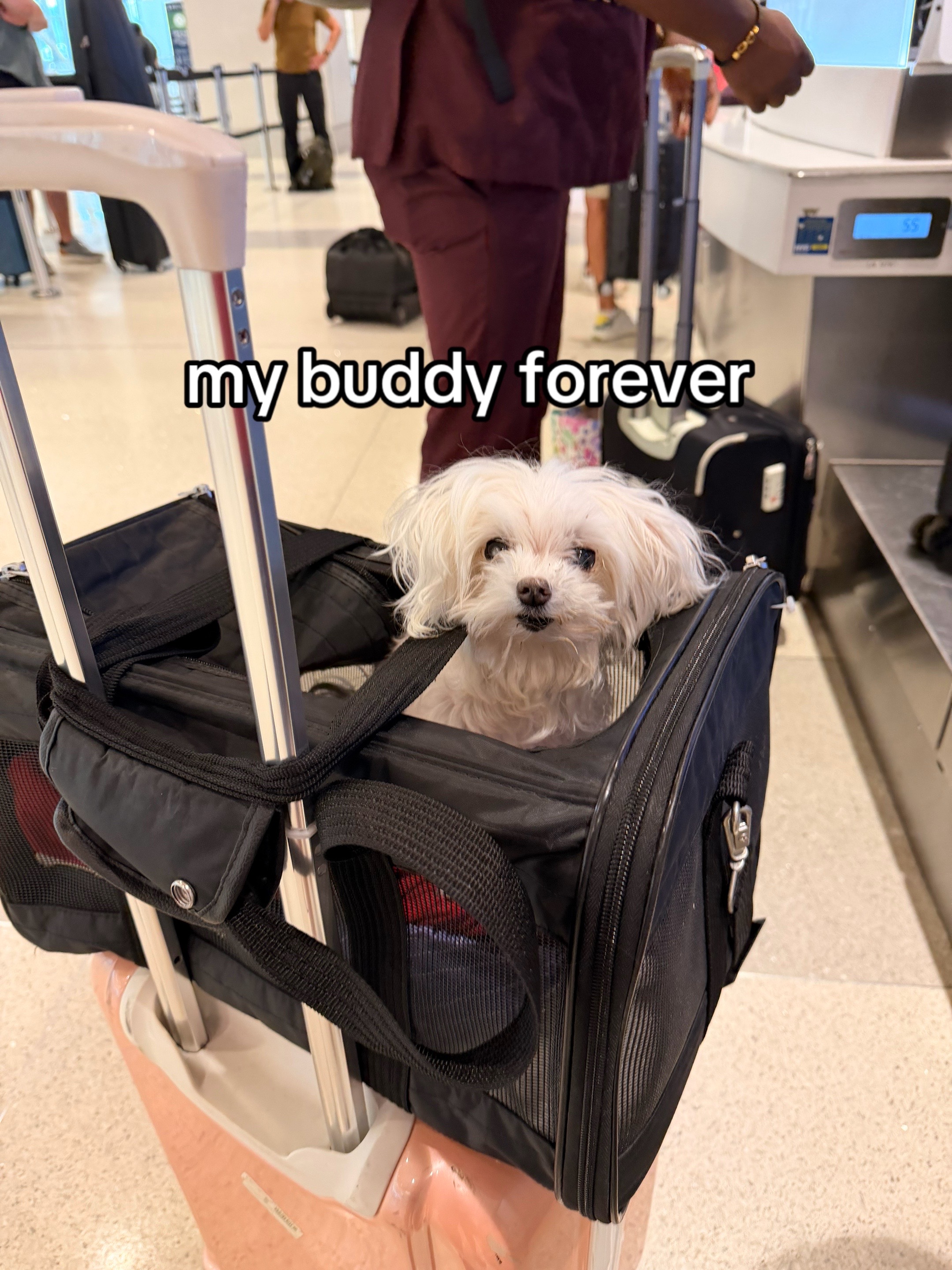 @vivi
