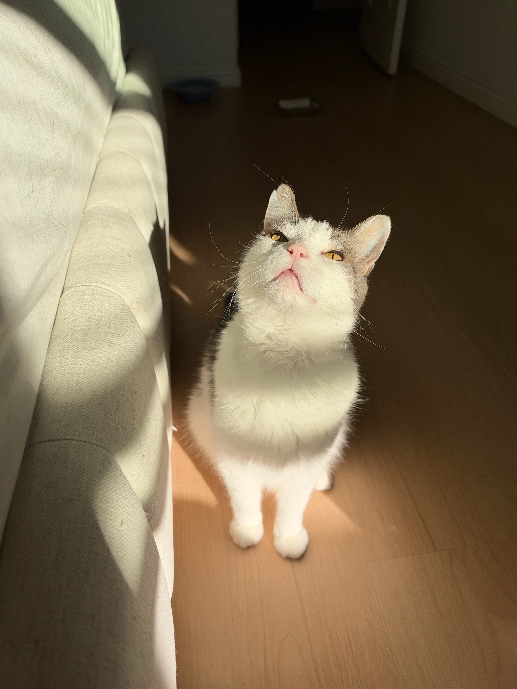 @Mimi Wawa Meow