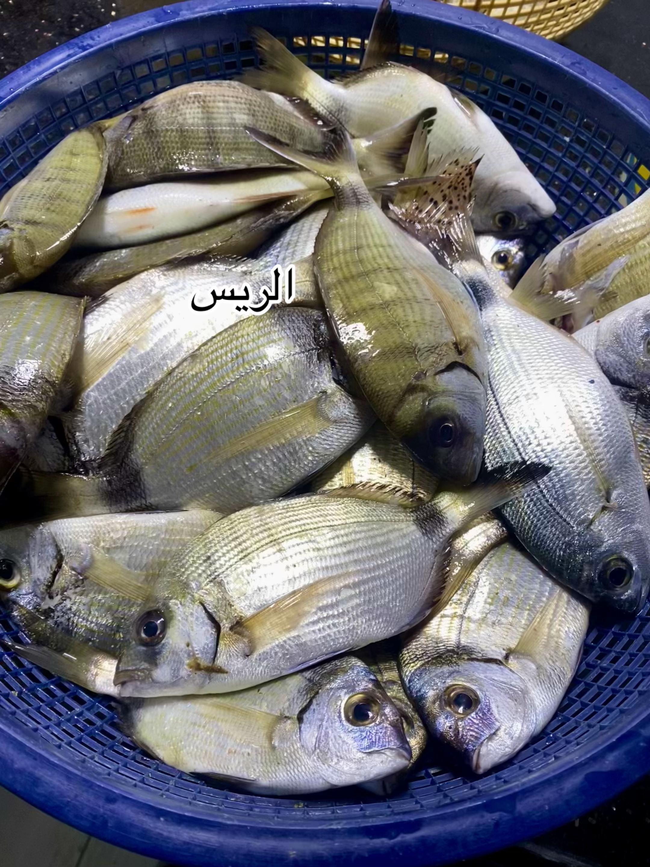 @مطعم ومسمكة الريس الصرفند