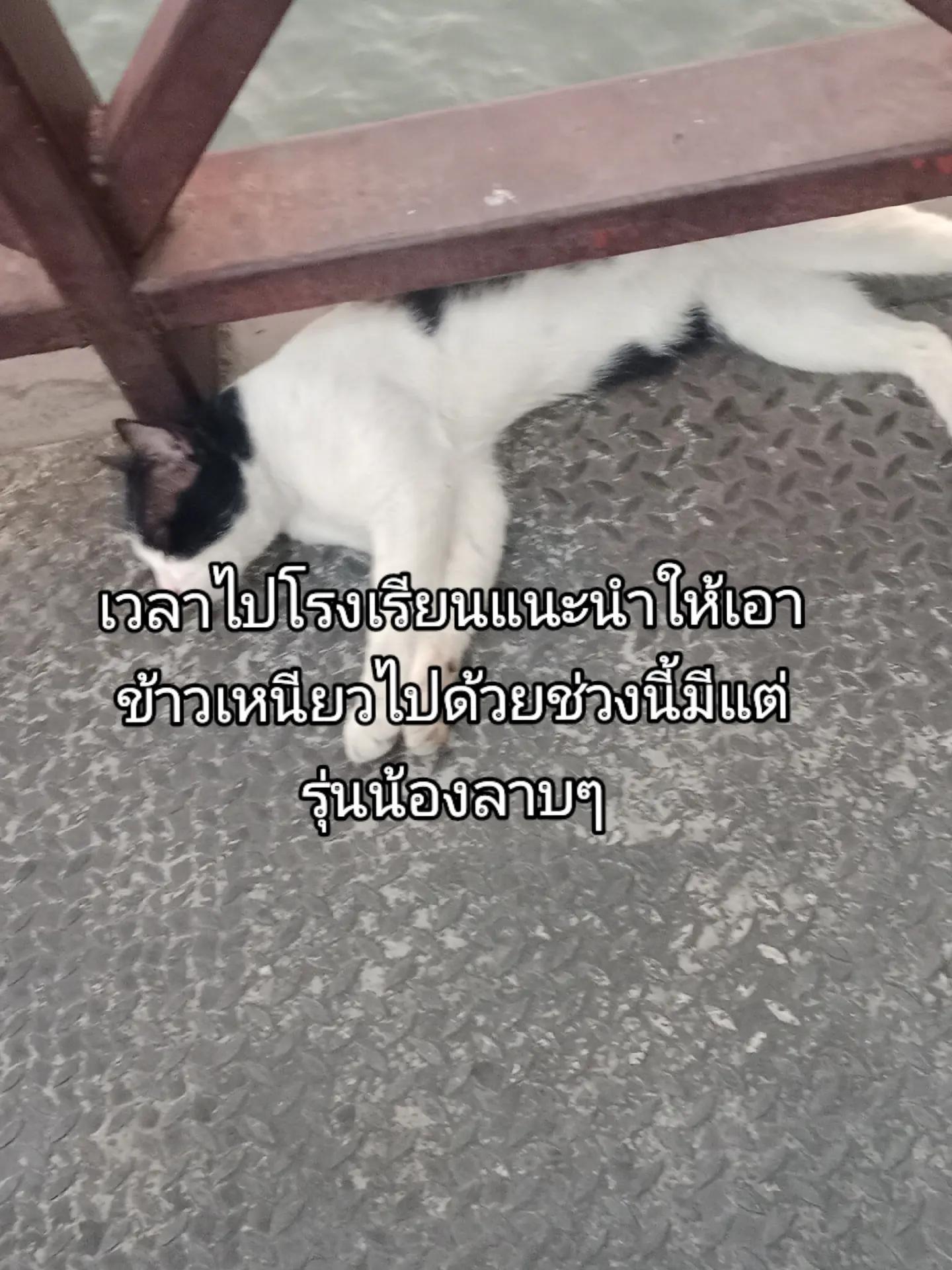 @บี พี