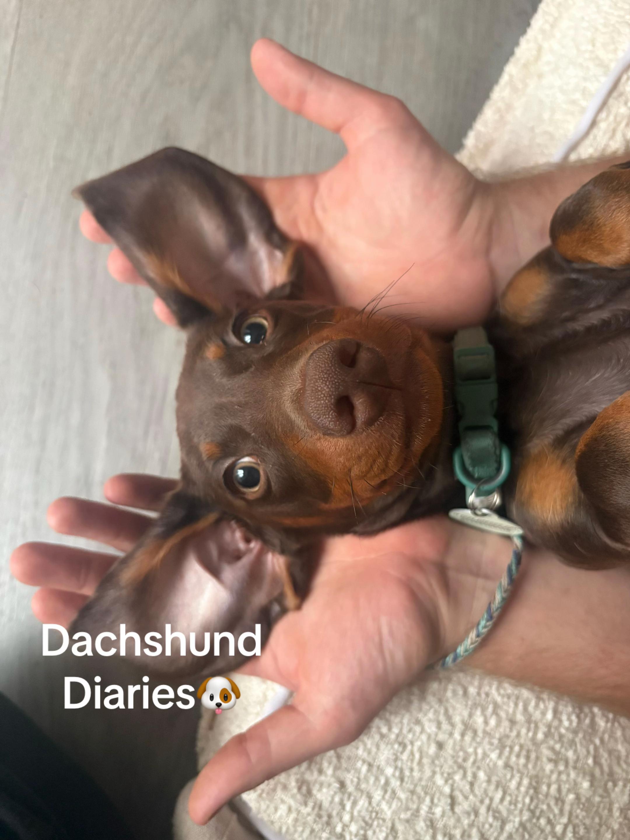 @Lennietheminiature