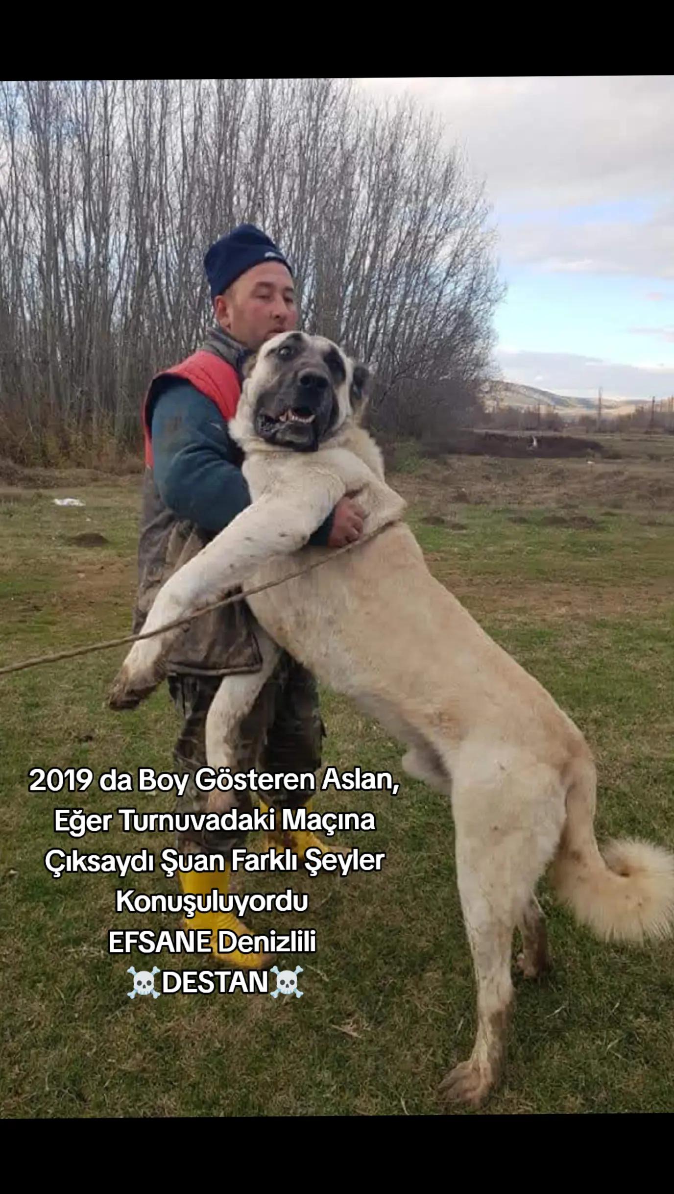 @ANADOLU ASLANLARI