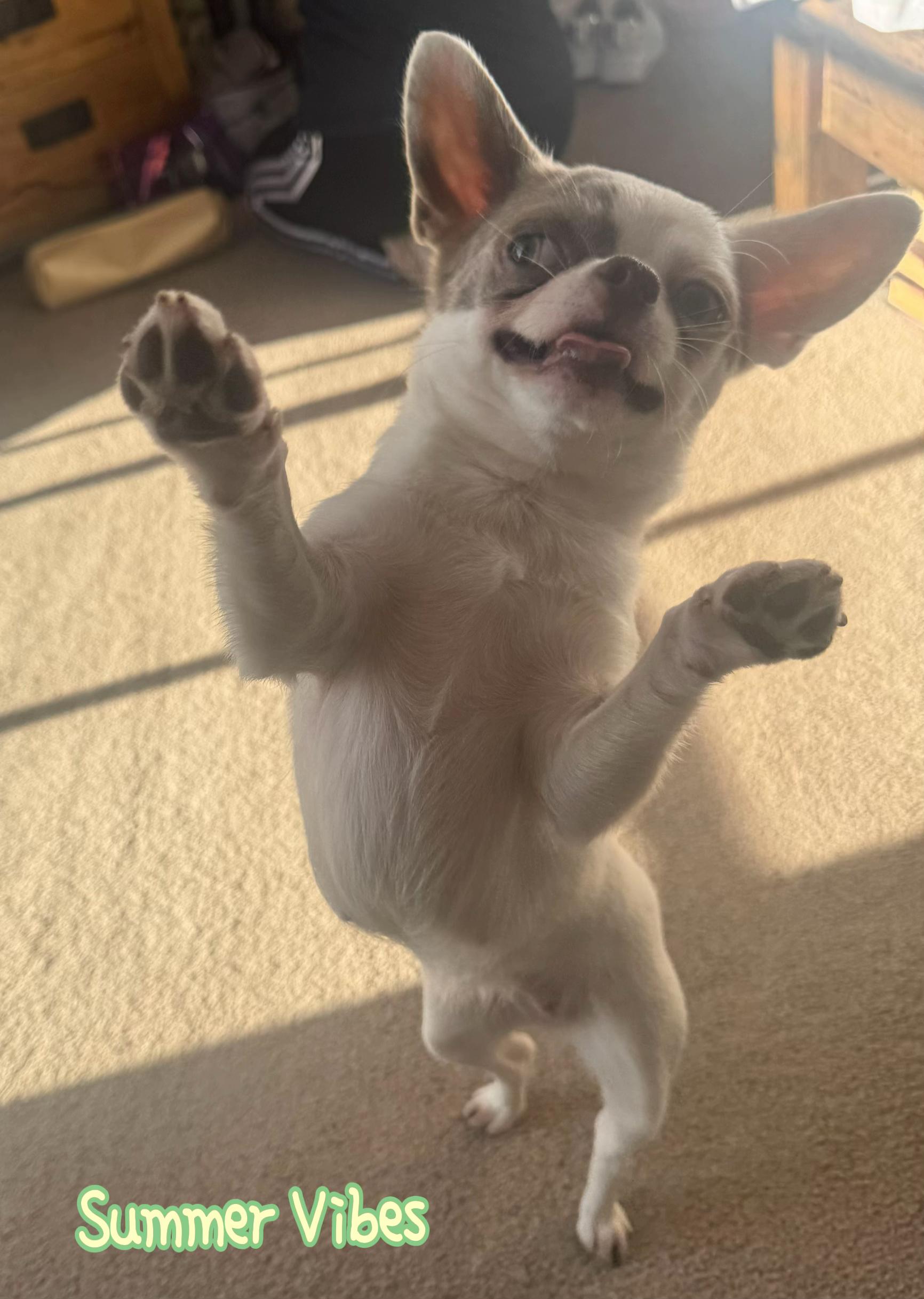 @My little Chi Chi