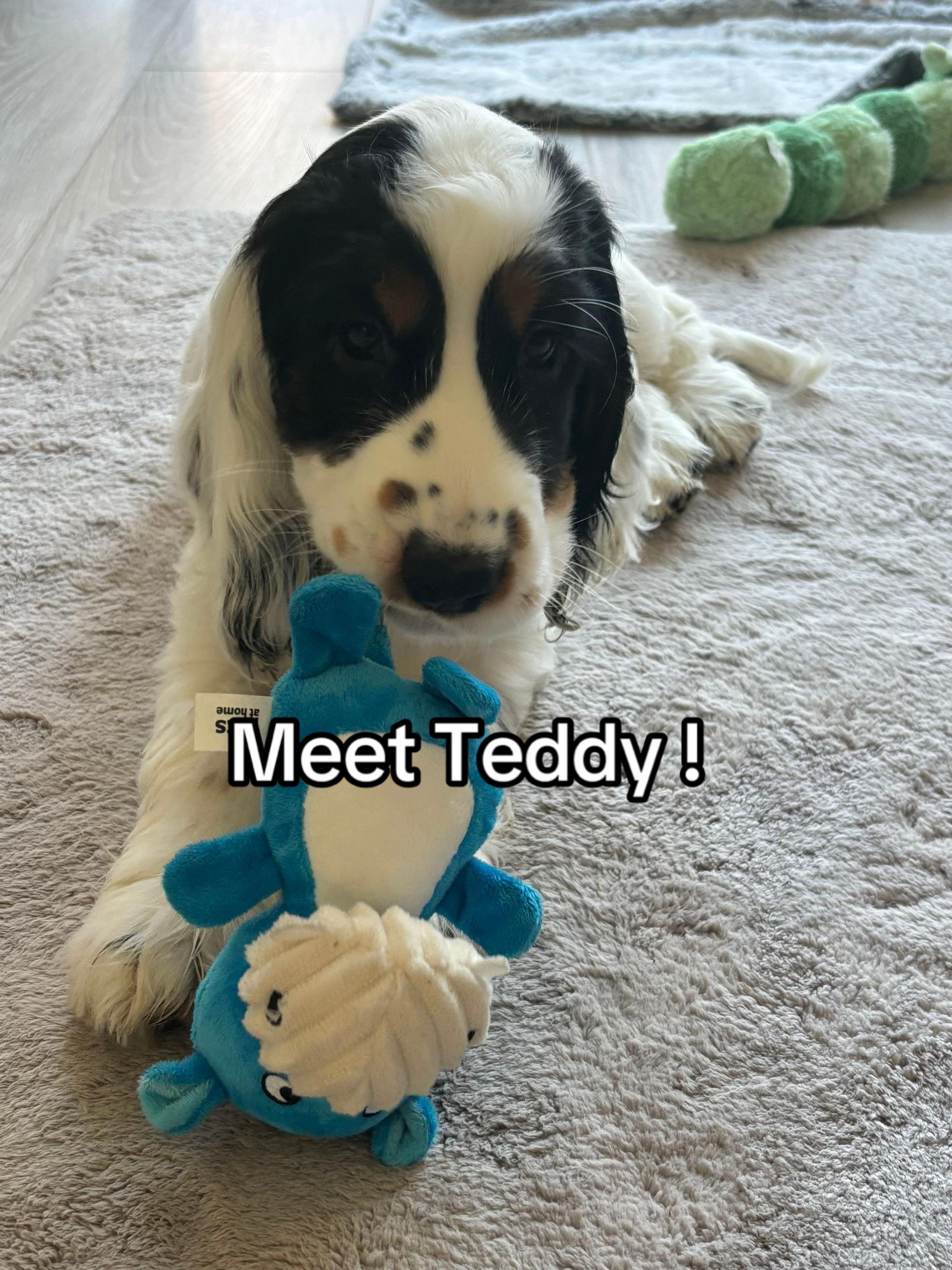@Teddy 🧸