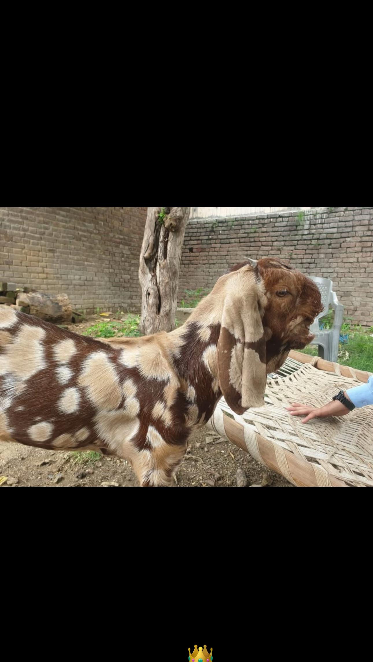 @Mohra Langrial Beetal1