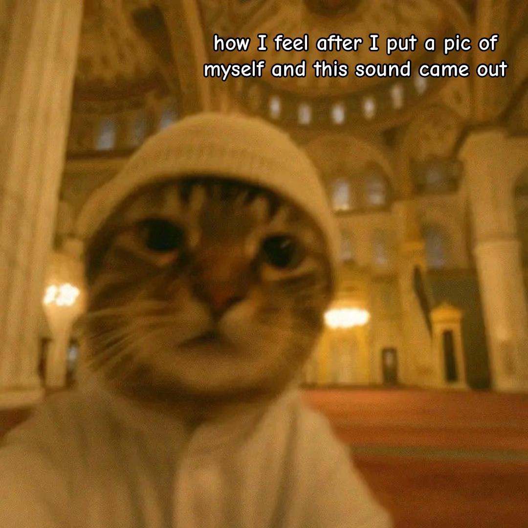 @Meow kitty