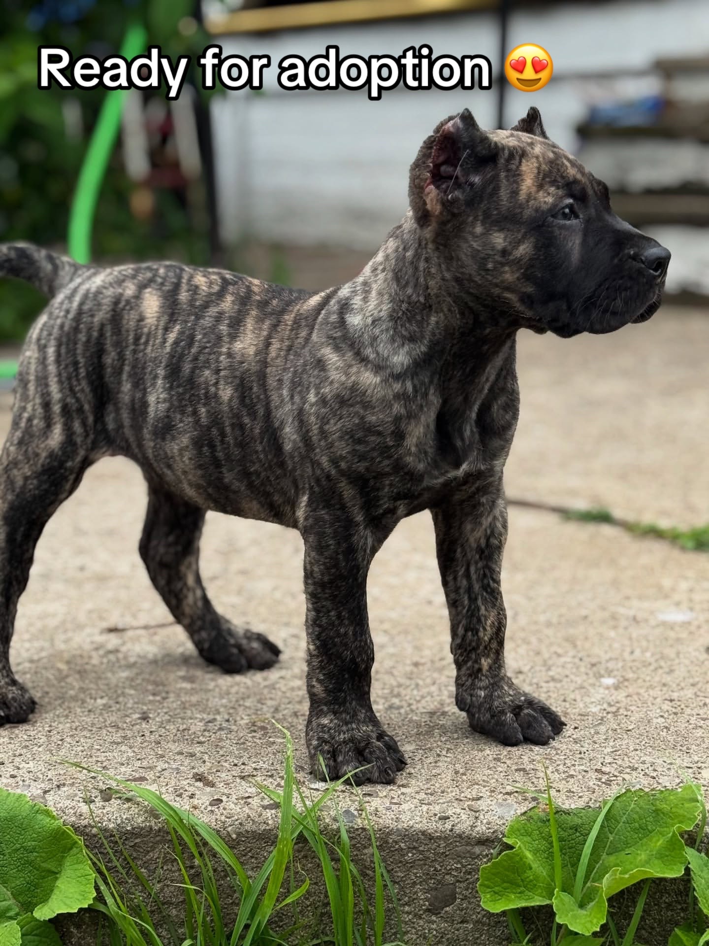 @CaneCorso