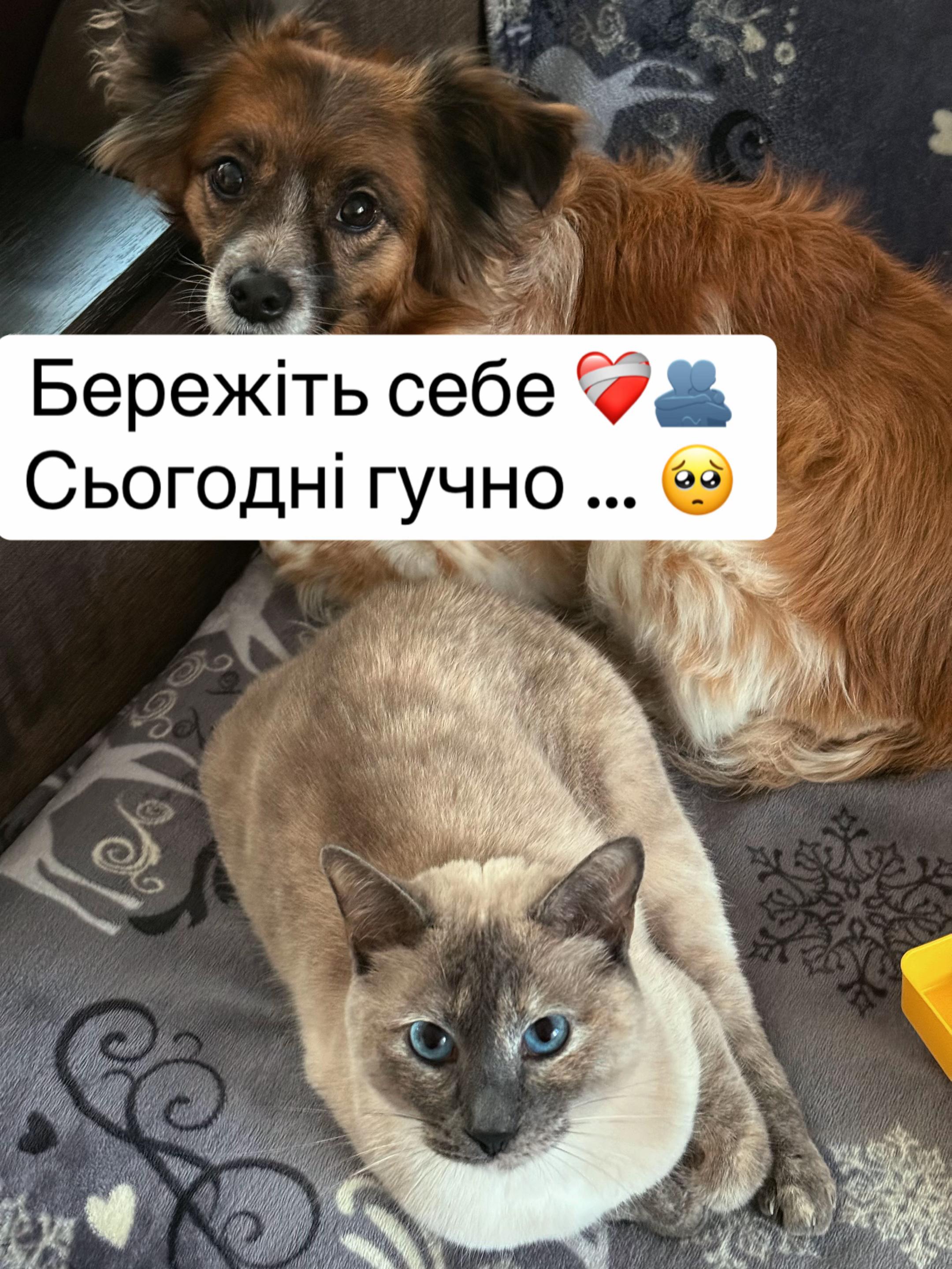 @tanya.help.animal