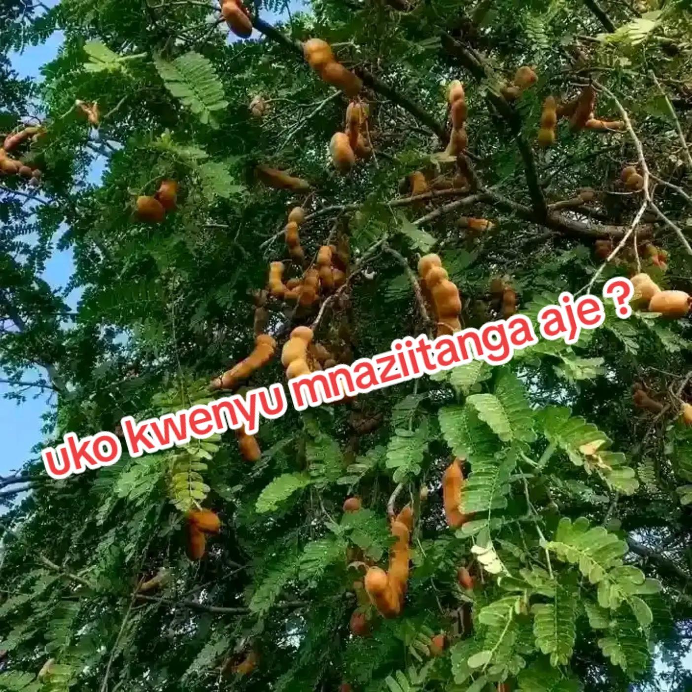 @samkioko