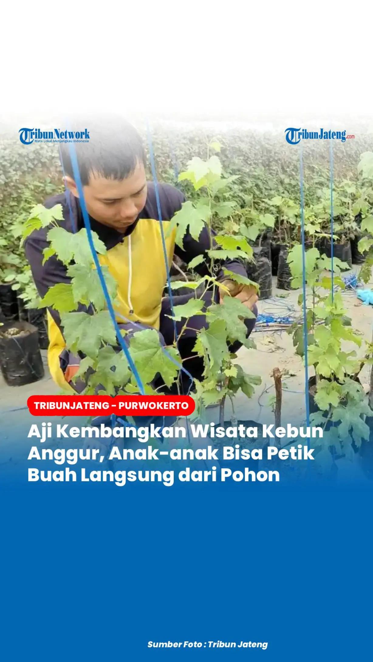 @Tribun Jateng