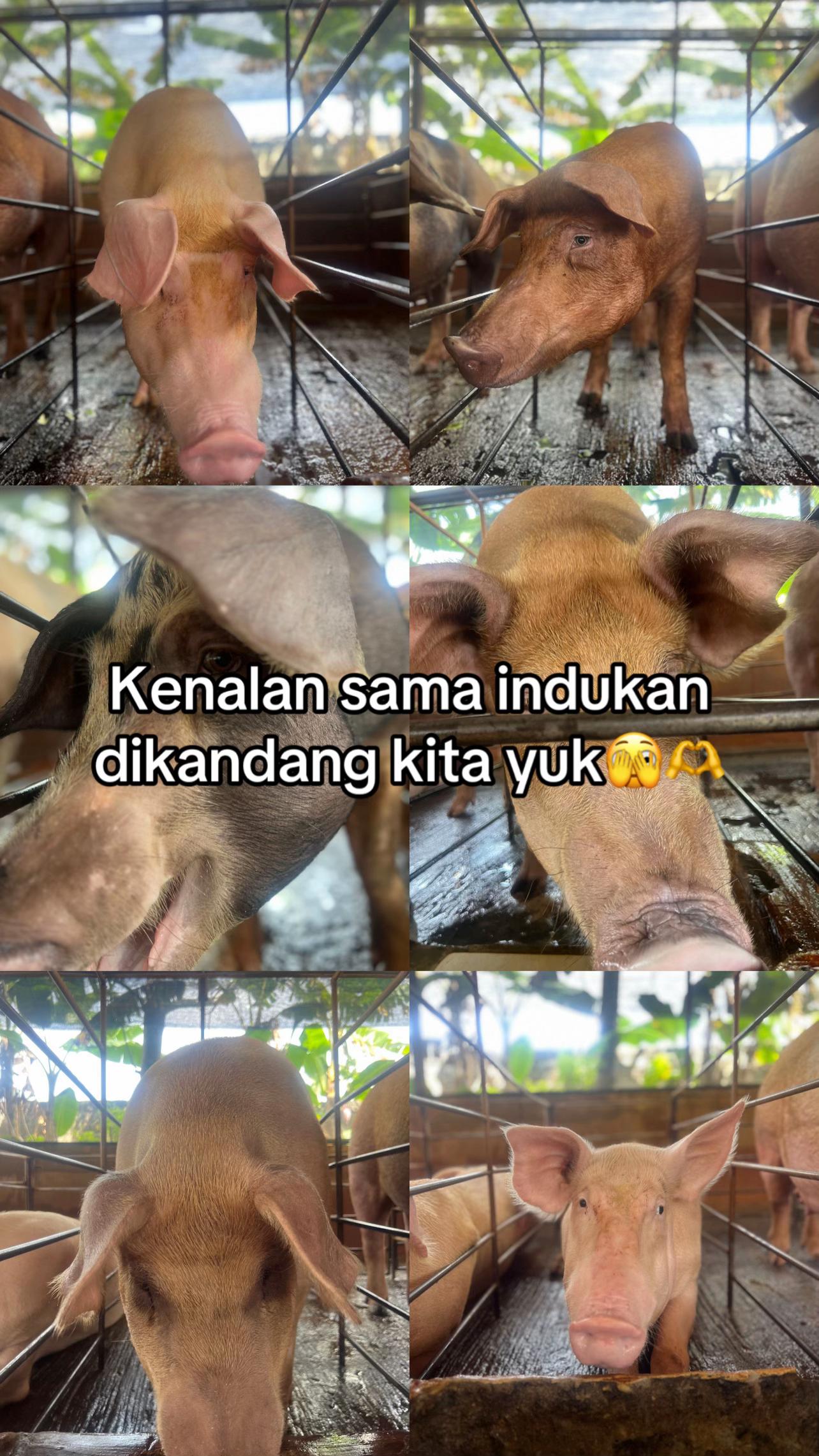 @Twinspiggyfarm01