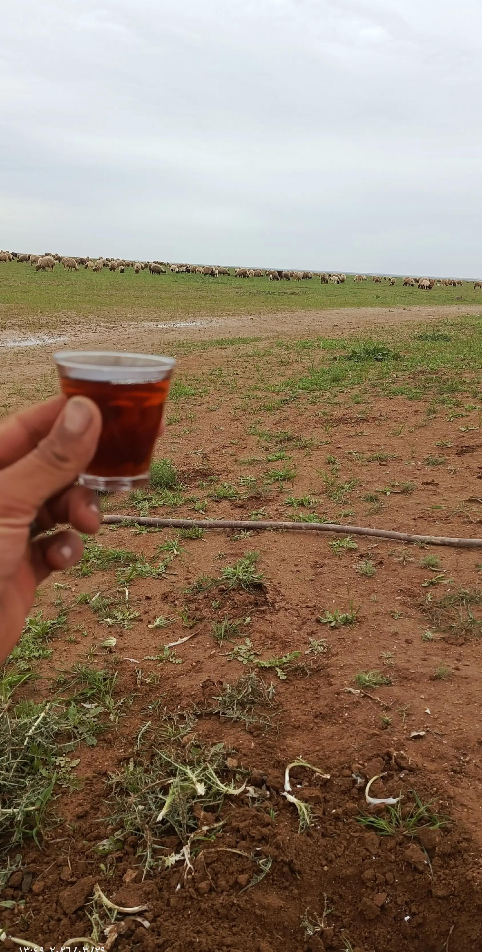 @آلَذيب آلَعٌدِوِآنِيِّ ⚔️